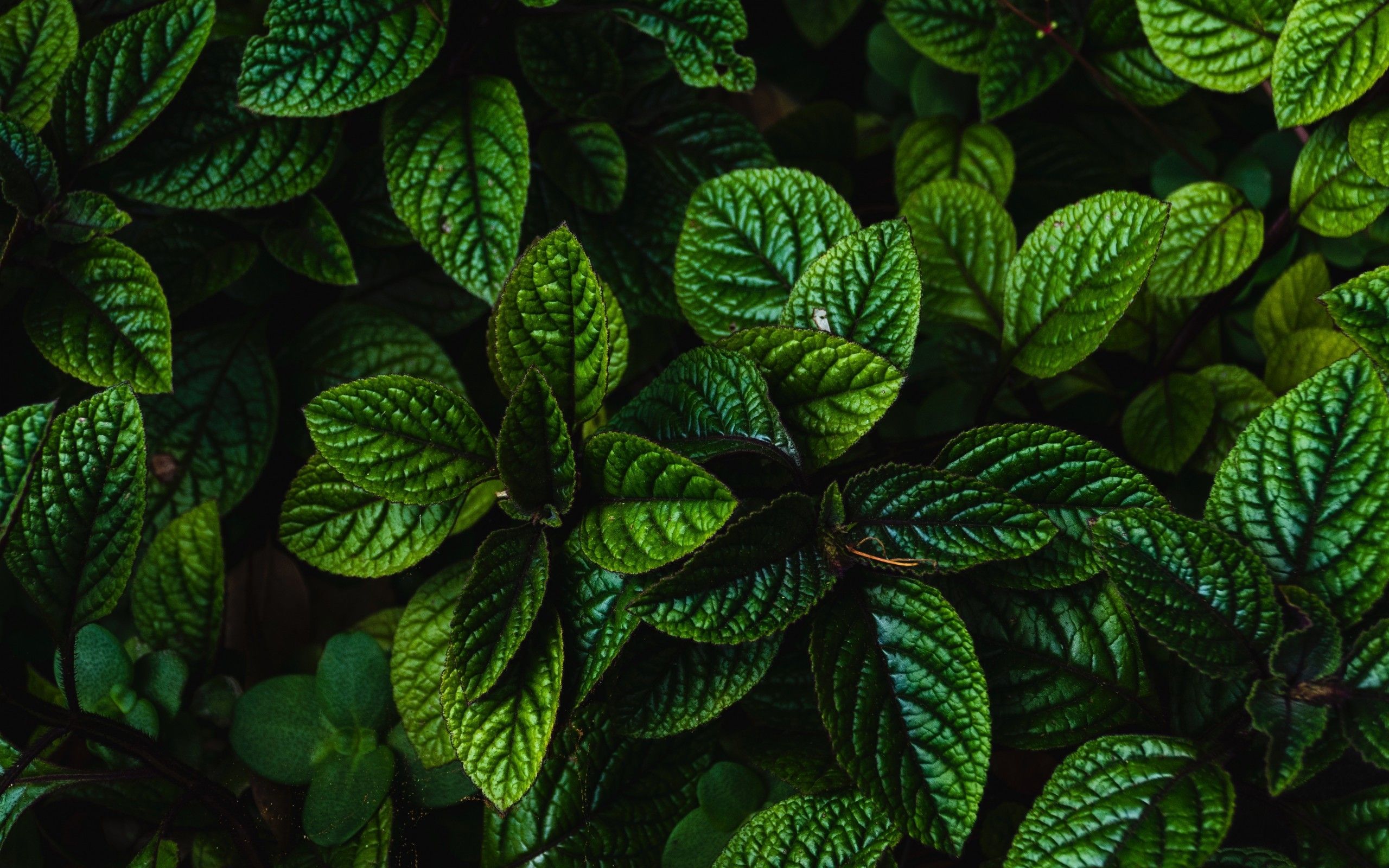 Download 2560x1600 Green Leaves, Close Up, Plants Wallpaper For MacBook Pro 13 Inch