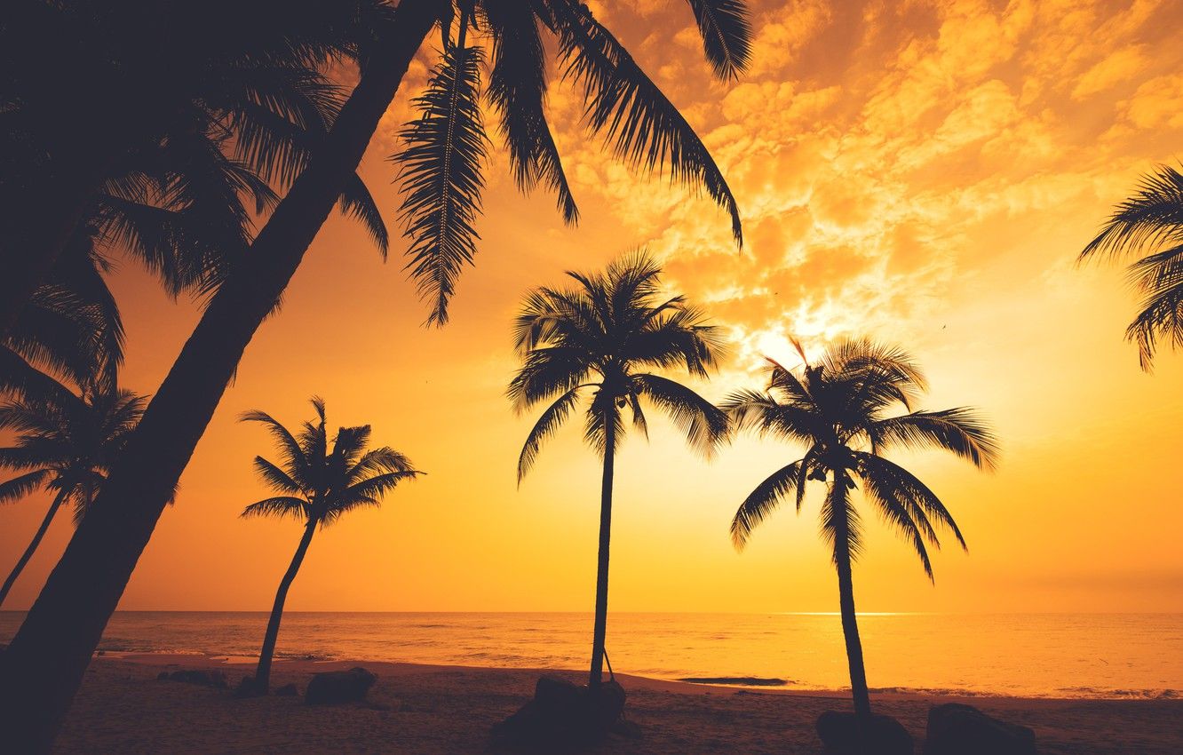 Wallpaper sea, beach, summer, sunset, palm trees, shore, silhouette, summer, beach, sea, sunset, seascape, beautiful, paradise, palms, tropical image for desktop, section пейзажи