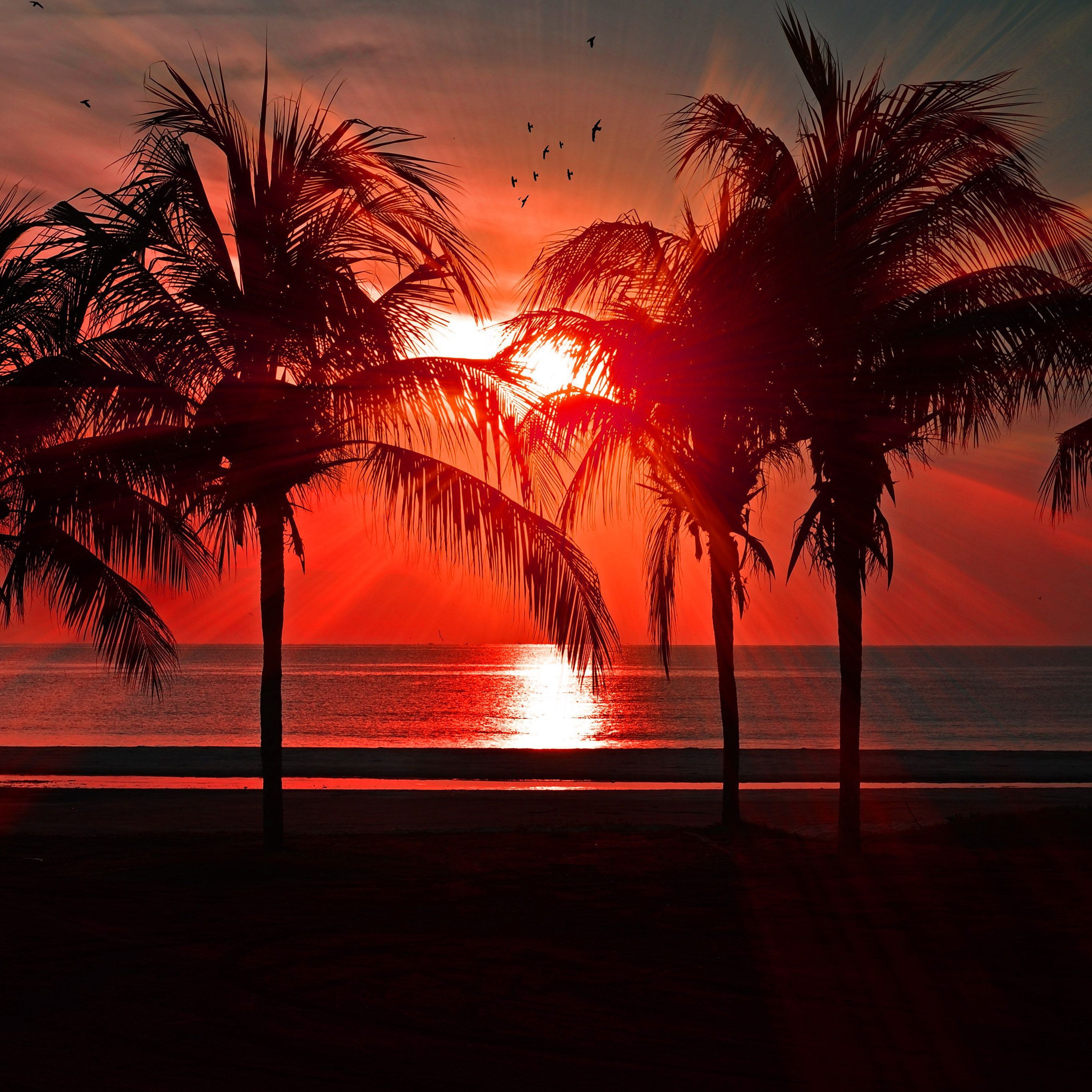 Beach Vacation Summer Night Sunset Red Palm Tree Dark Wallpaper