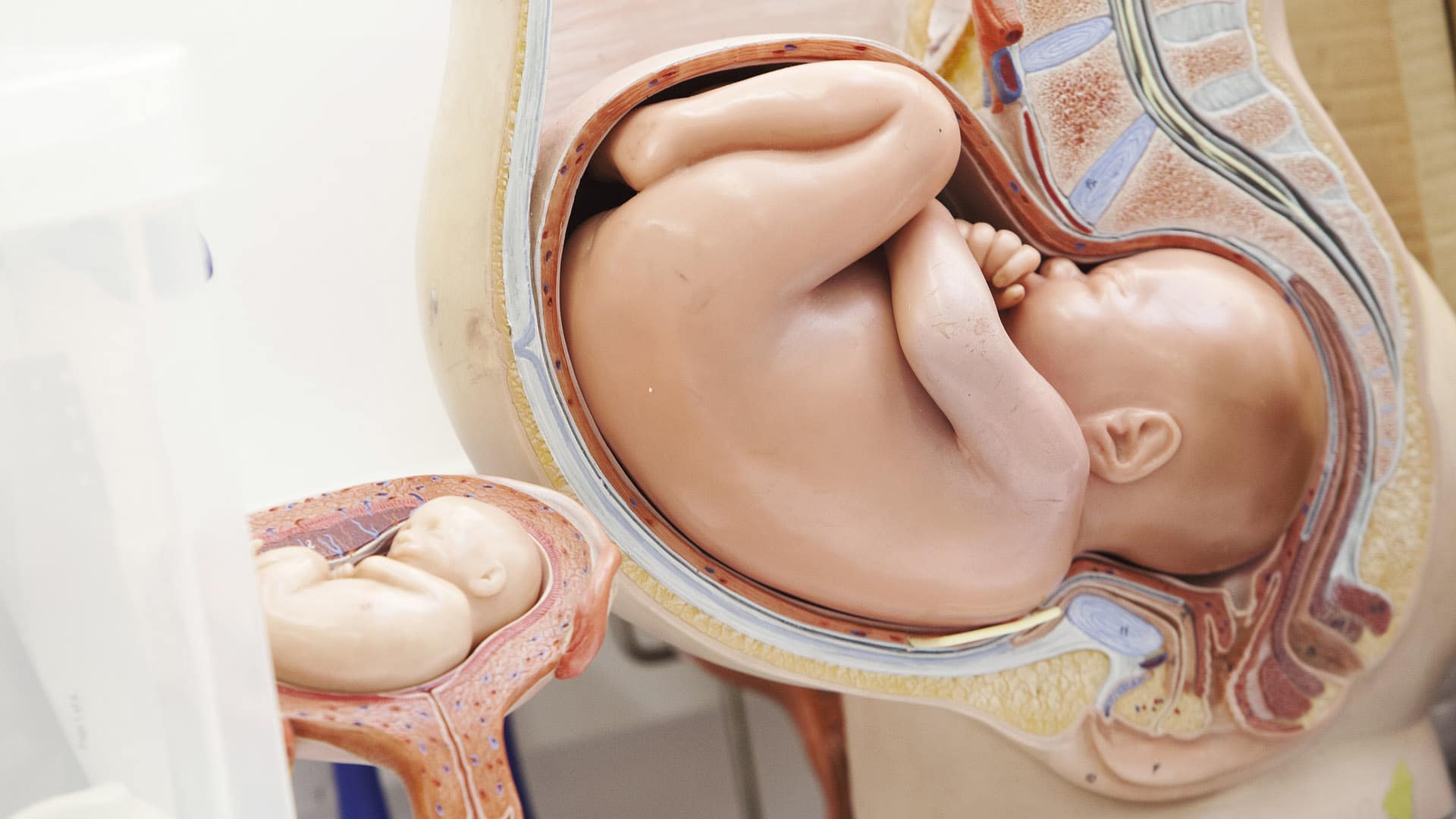 Are Artificial Wombs a Feminist Tool for Liberation?