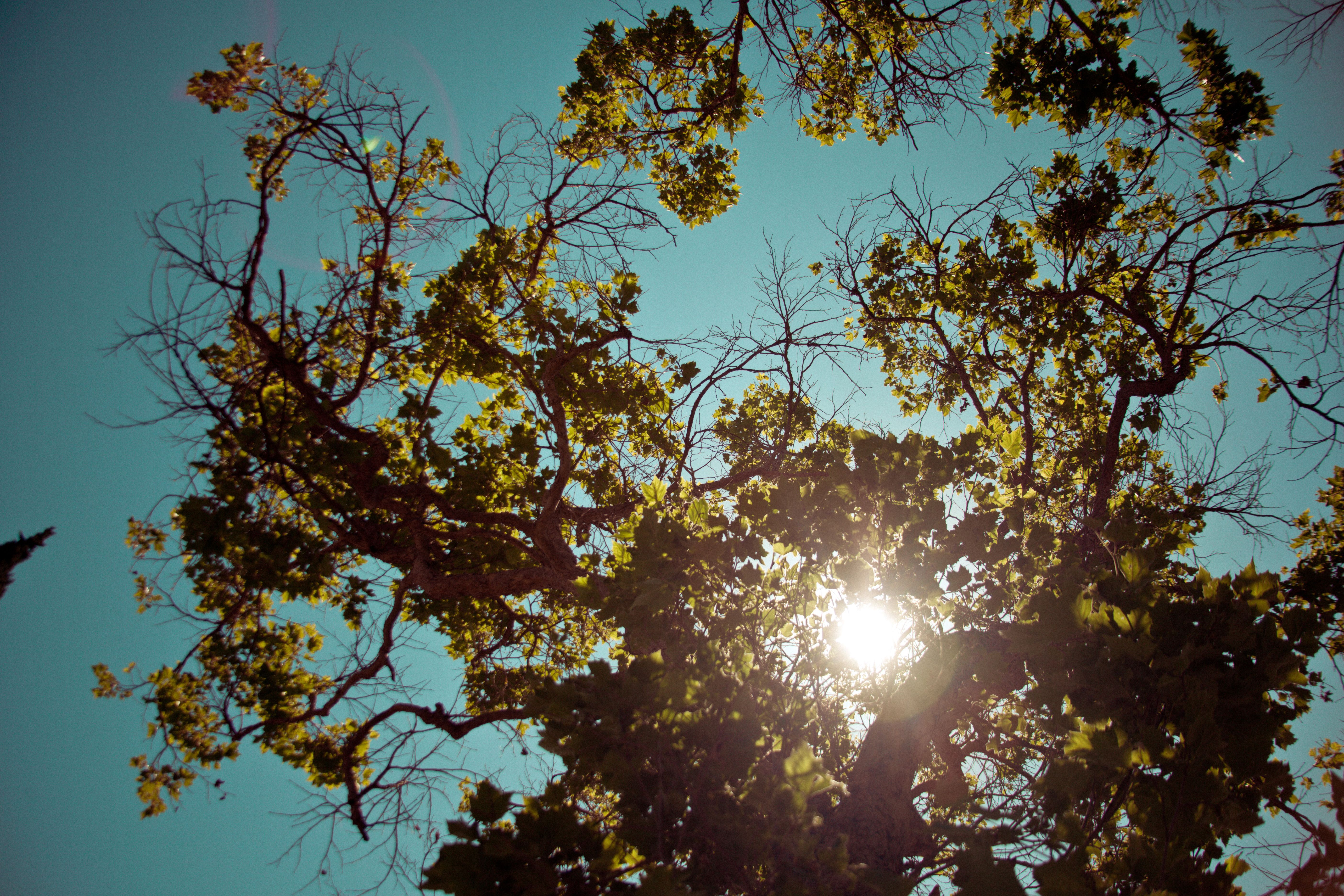 Brown Cyan Flare Green Leaves Sky Sun Trees 4K wallpaper