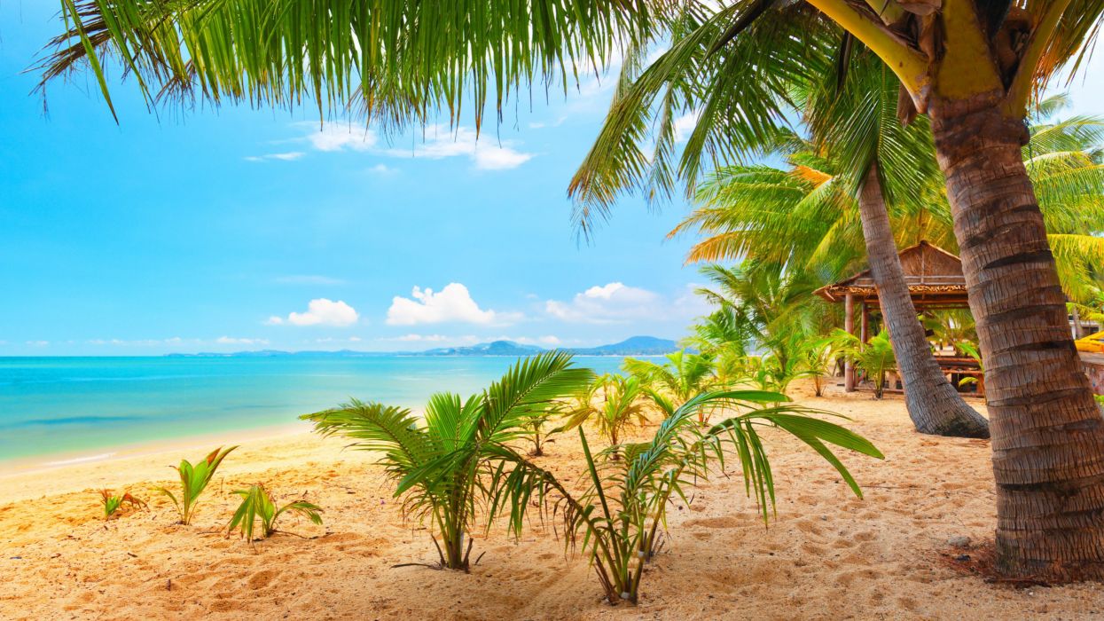 Sand sea palm trees summer beach sun wallpaperx1800