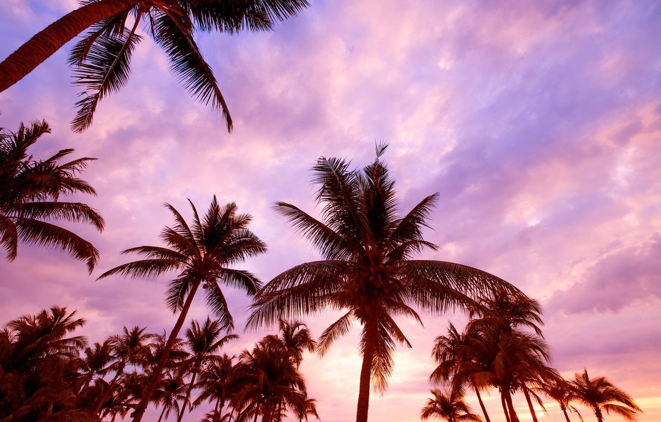 Pink Palm Trees Beach Wallpaper