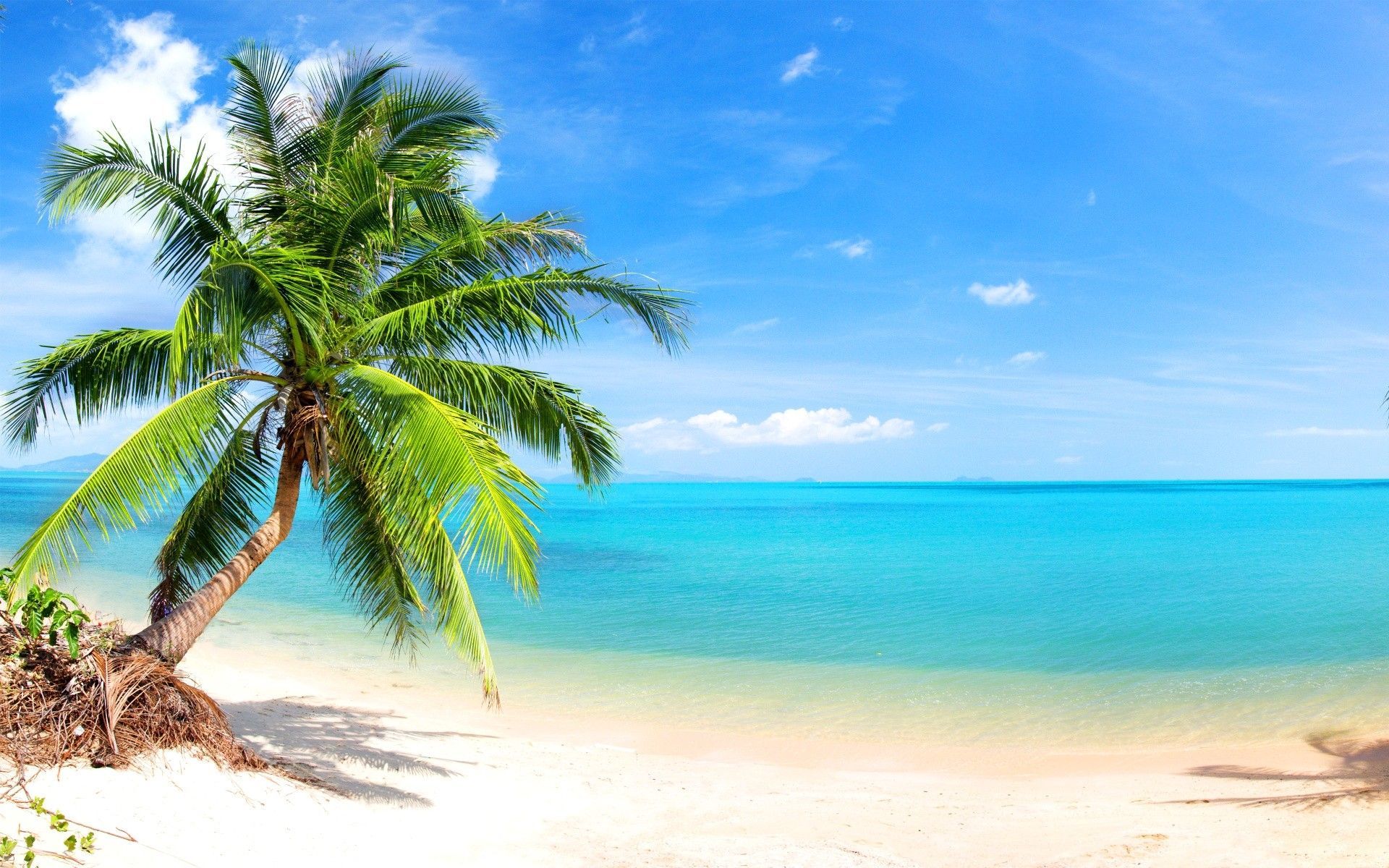 Download Tropical Beaches With Palm Trees S Wallpaper Mobile Is Cool Wallpaper. Palm trees wallpaper, Beach wallpaper, Beach phone wallpaper