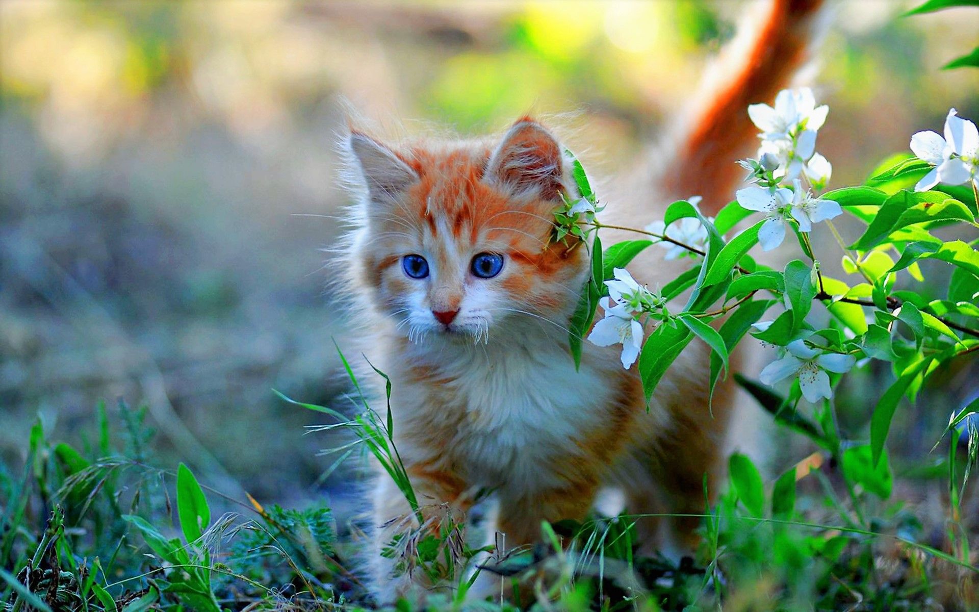 Cat, Animal, Baby Animal, Pet, Kitten wallpaper