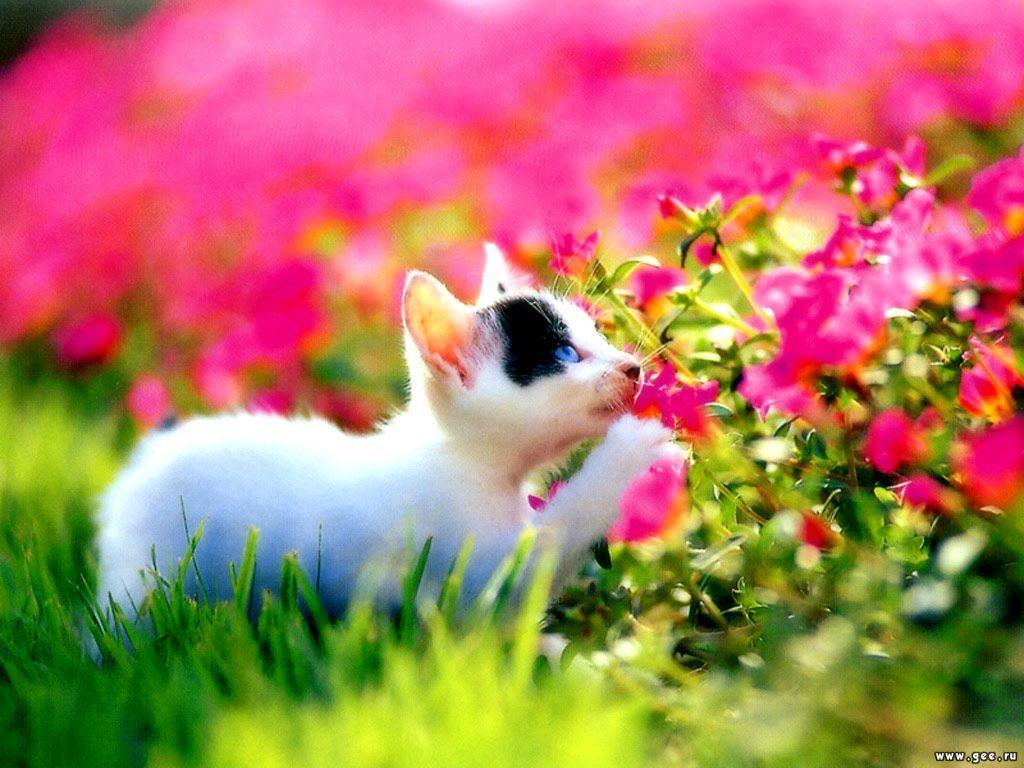 Download Spring Wallpaper Cat