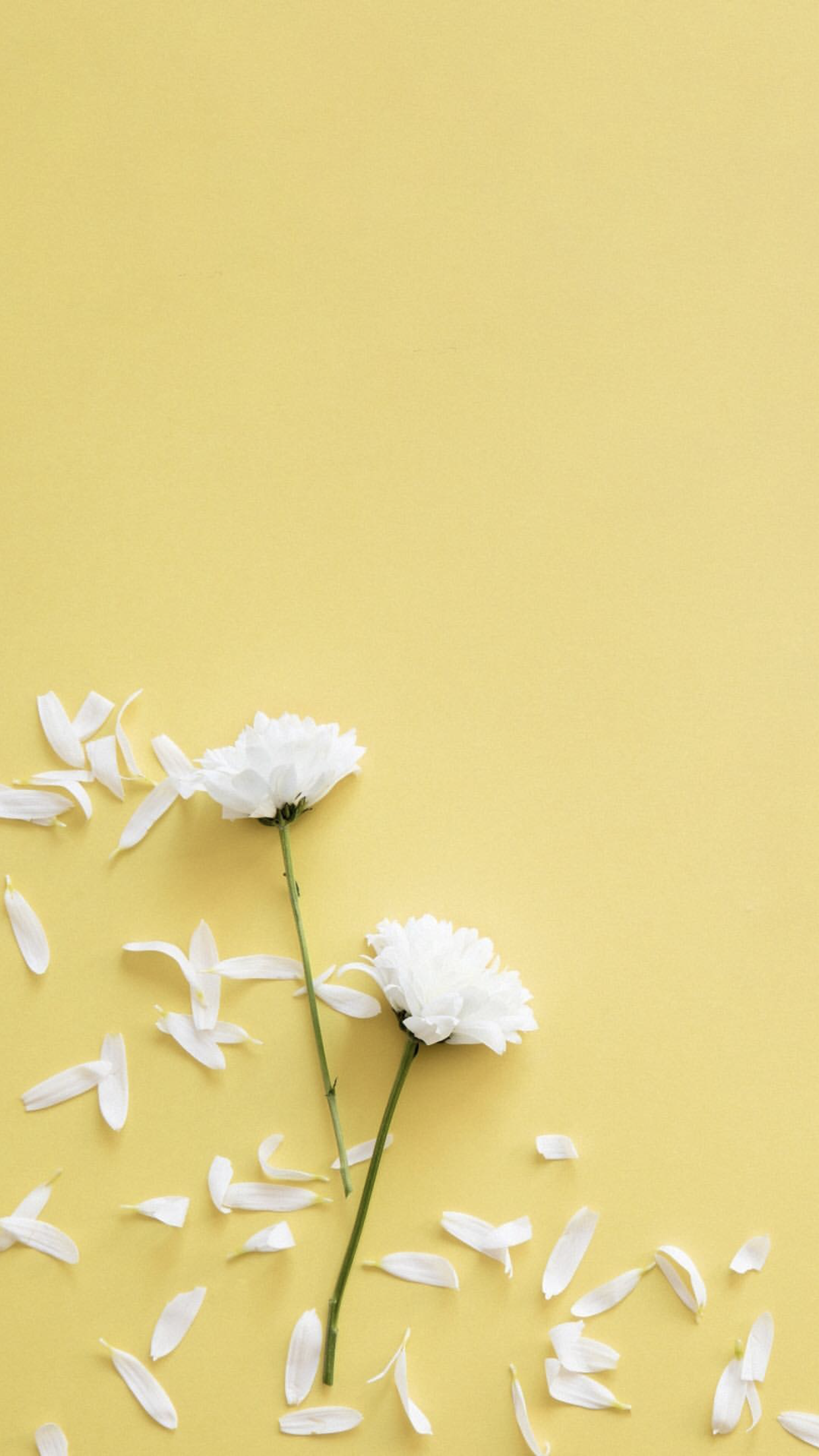 Yellow wallpaper」おしゃれまとめの人気アイデア｜｜Dewi. ひまわりの壁紙, バラの壁紙, 花 イラスト