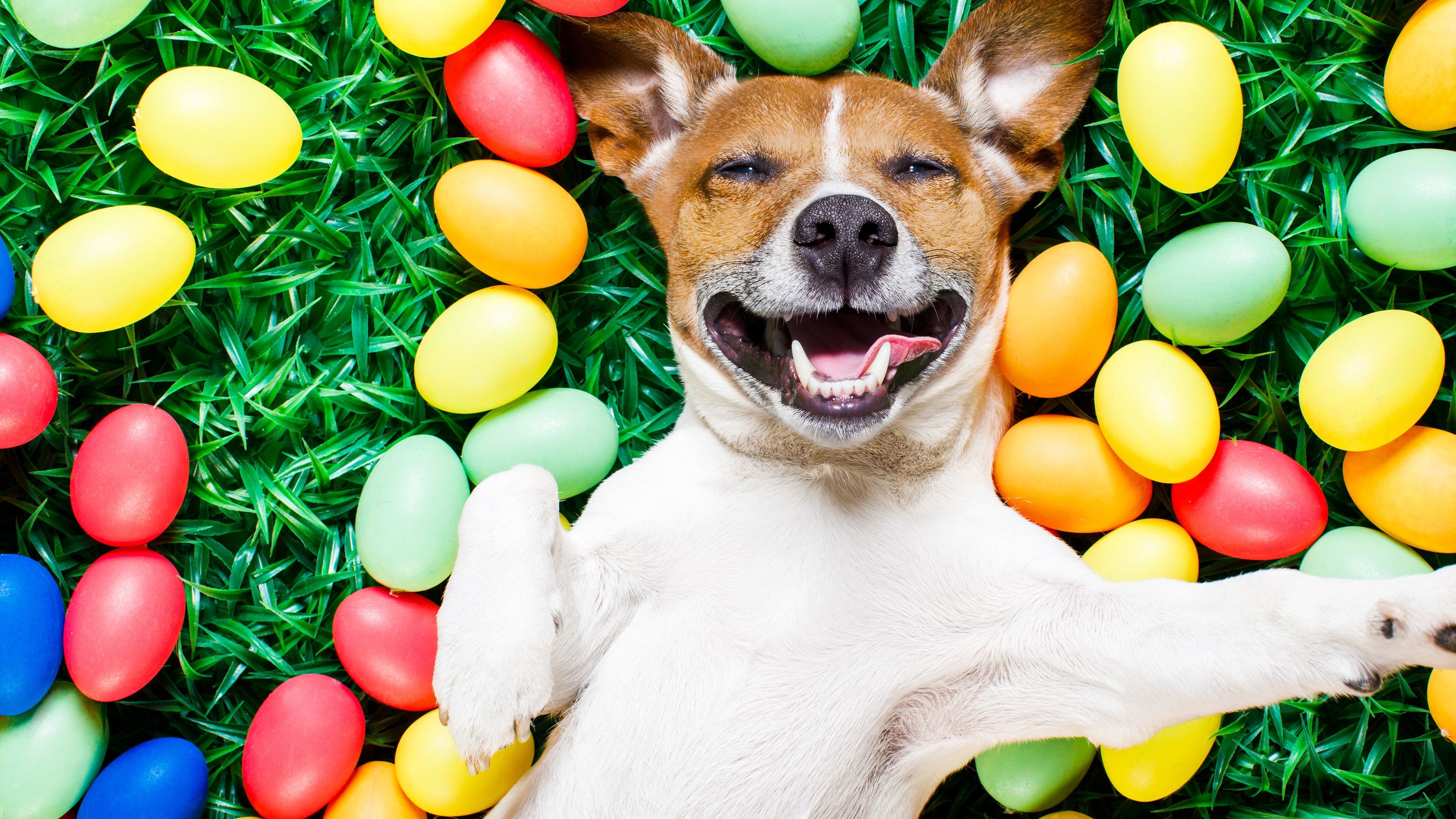 Wallpaper Happy dog, colorful eggs, grass 3840x2160 UHD 4K Picture, Image
