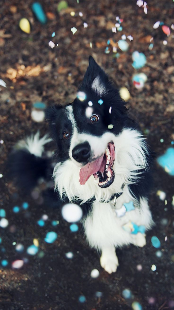Happy Dog Playing 4K Ultra HD Mobile Wallpaper. Бордер-колли, Собаки, Колли