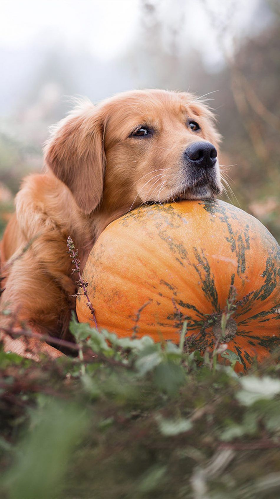 Golden Retriever Pet Dog Pumpkin 4K Ultra HD Mobile Wallpaper. Golden retriever wallpaper, Dogs golden retriever, Dog pumpkin