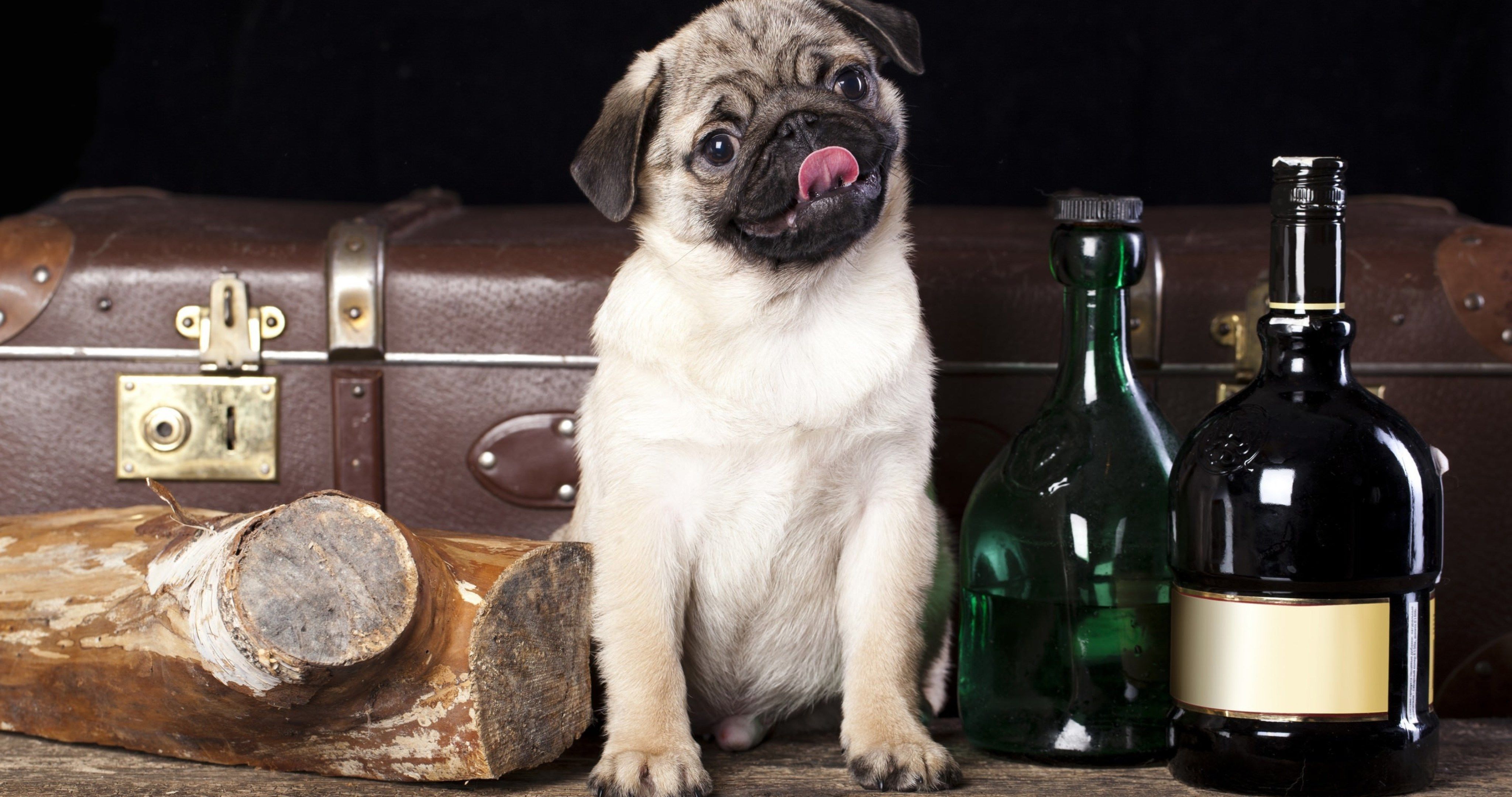 dog with bottles 4k ultra HD wallpaper. Pug dog, Dogs, Happy pug