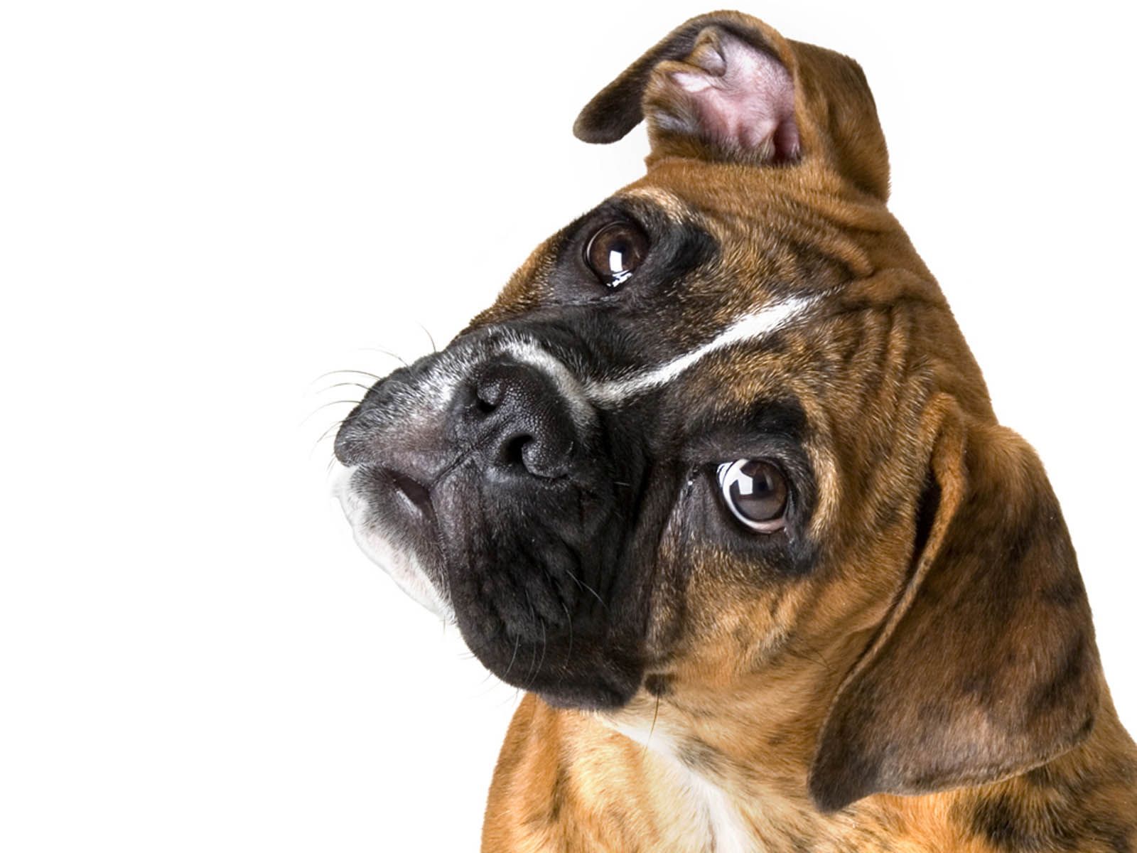 Boxer Dog Wallpaper HD