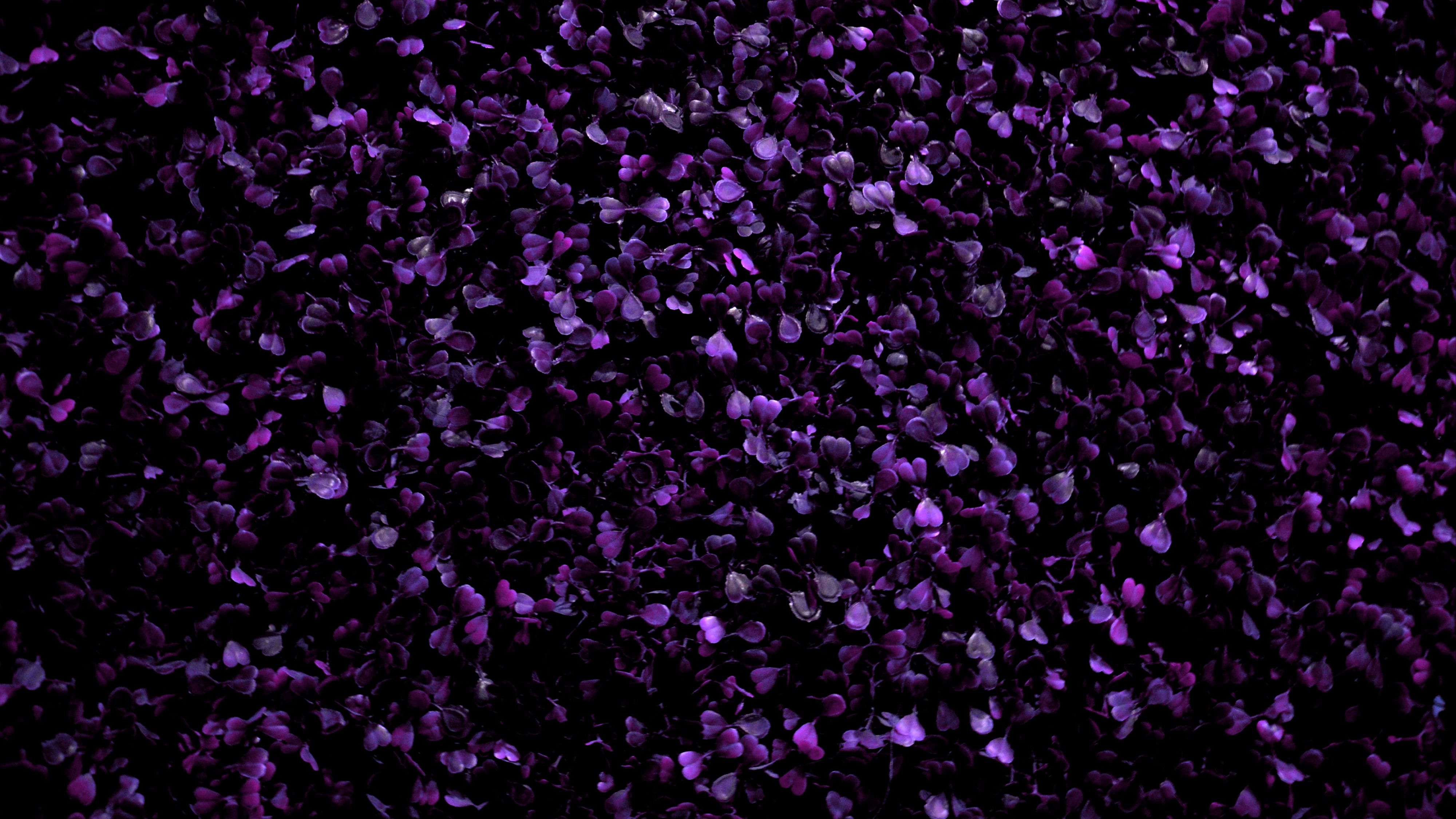Purple Flowers 4K Wallpaper