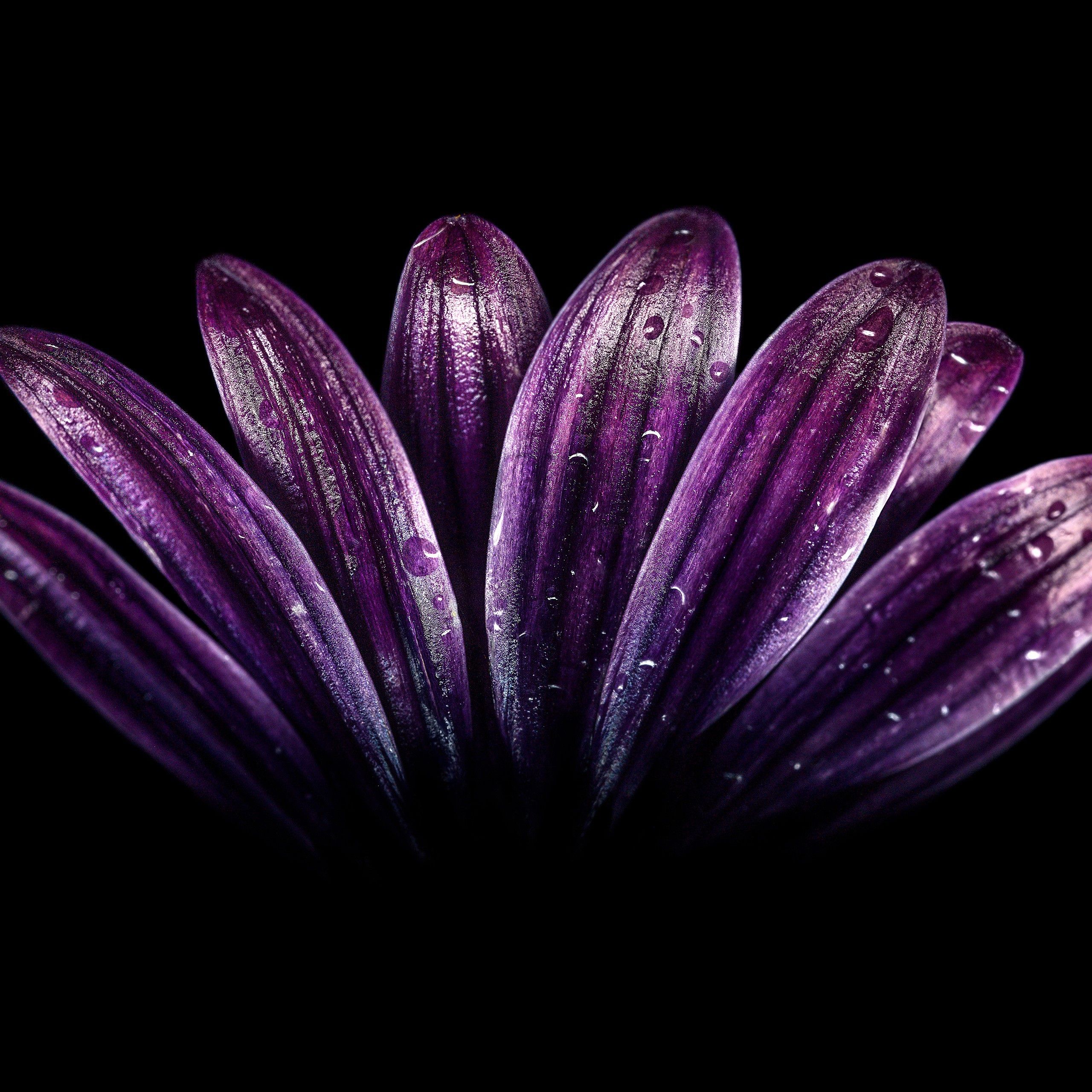 Dark Purple Flowers HD Wallpaper