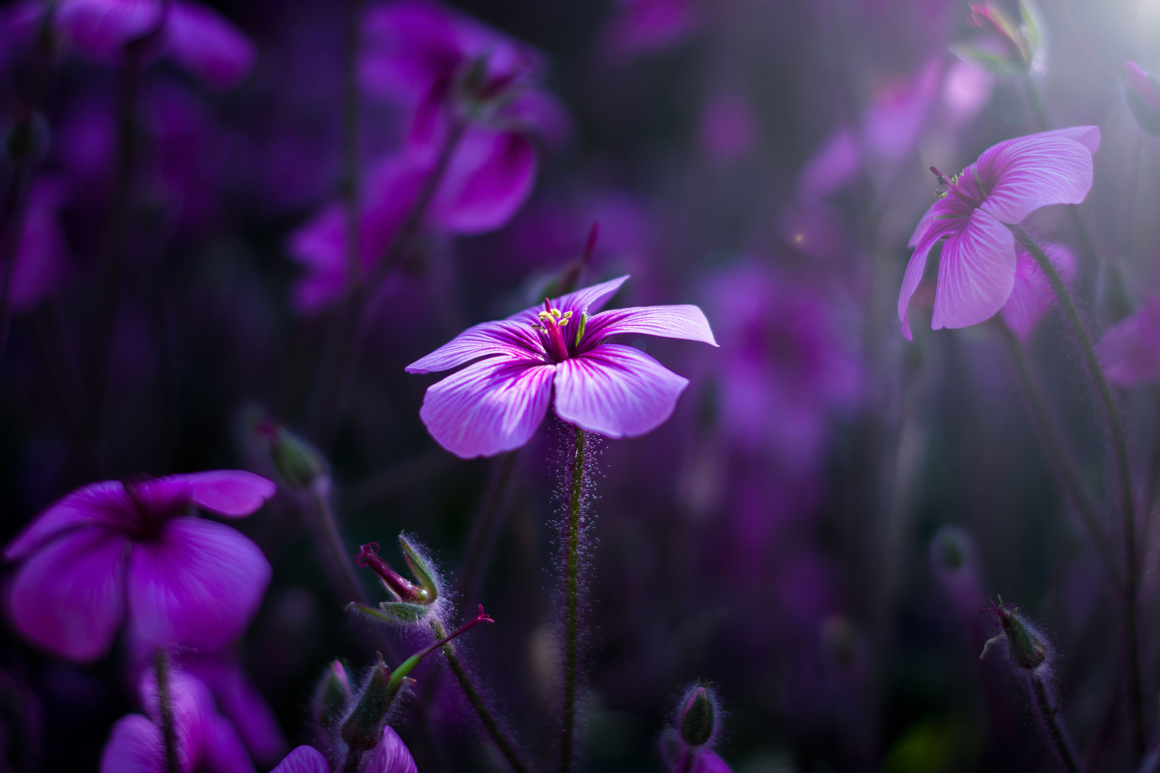 Purple Flowers Macro 4k, HD Flowers, 4k Wallpaper, Image, Background, Photo and Picture