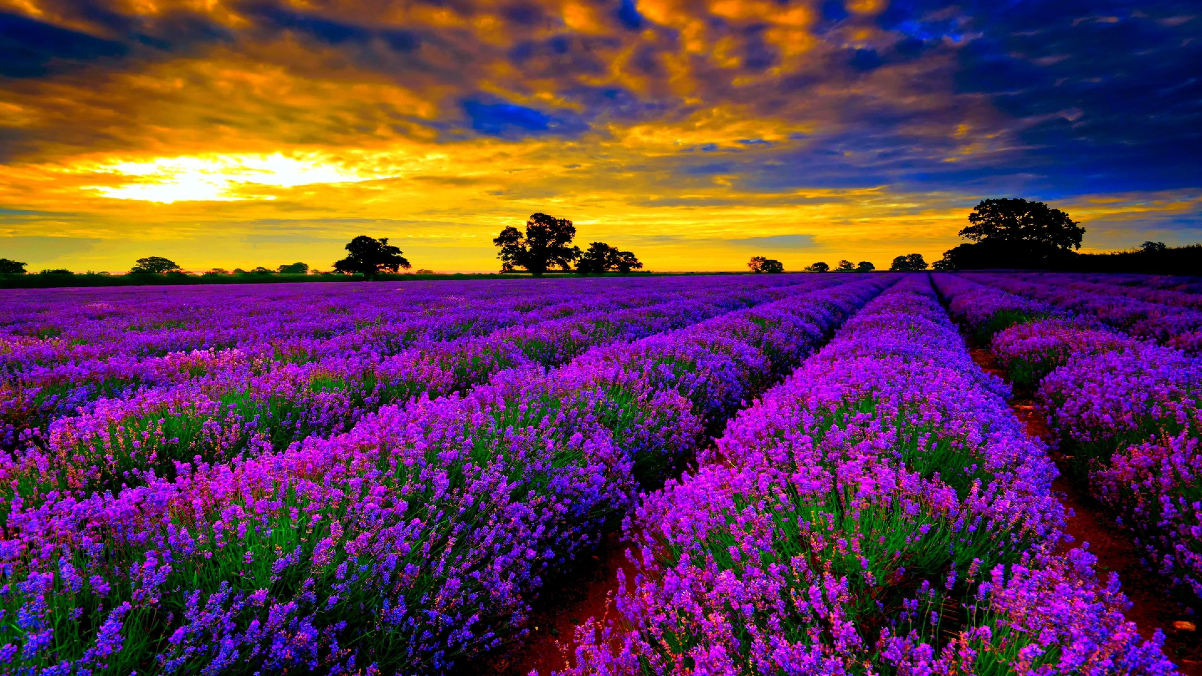Field Lavender Purple Flowers Sunset Orange Sky Clouds HD Wallpaper Ultra HD 4k Wallpaper For Desktop & Mobiles, Wallpaper13.com