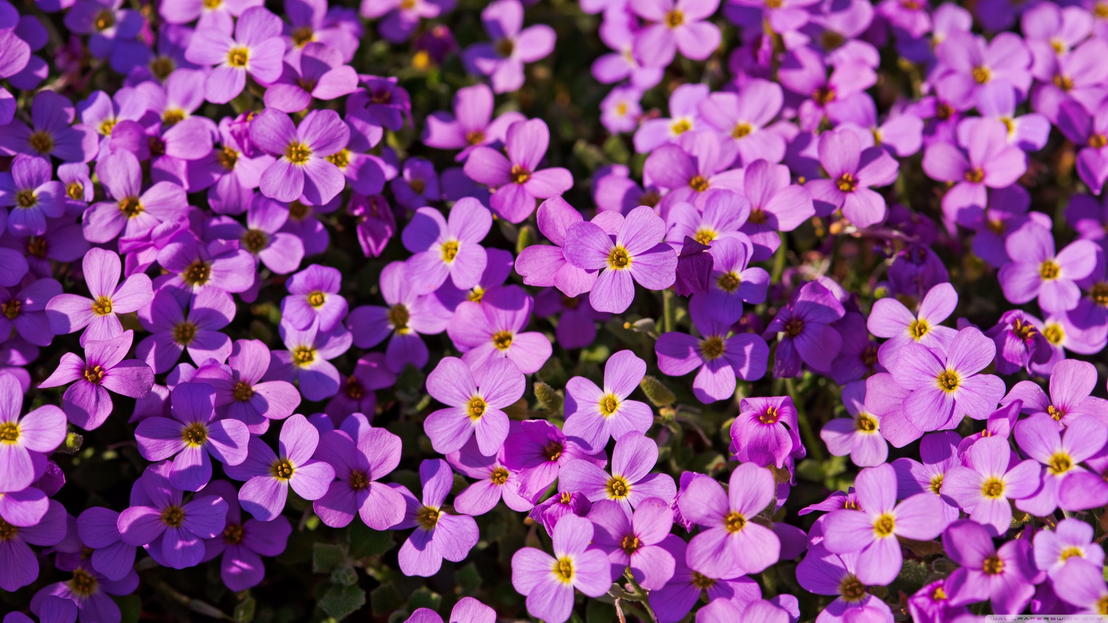 A Lot Of Purple Flowers Ultra HD Desktop Background Wallpaper for 4K UHD TV, Multi Display, Dual Monitor, Tablet