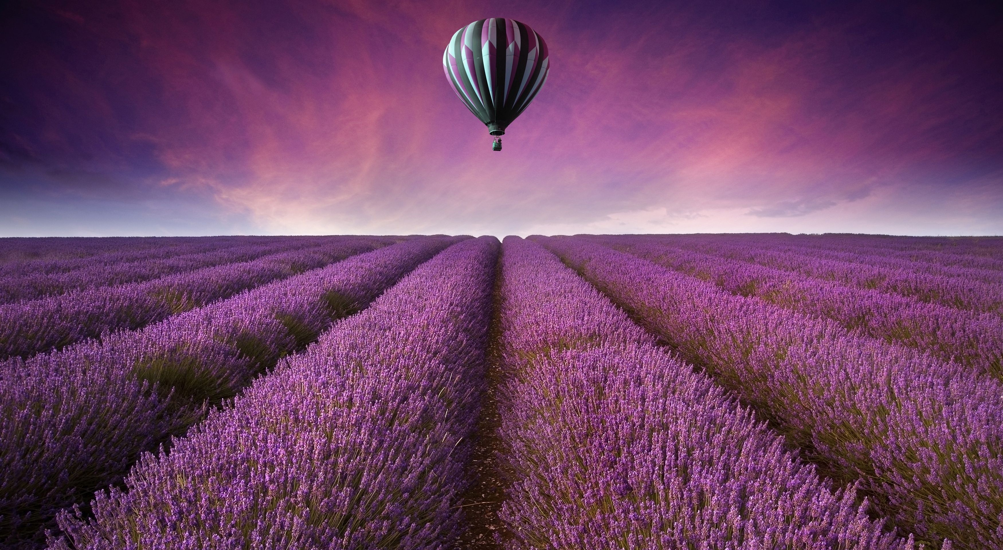 Purple Flower wallpaper HD