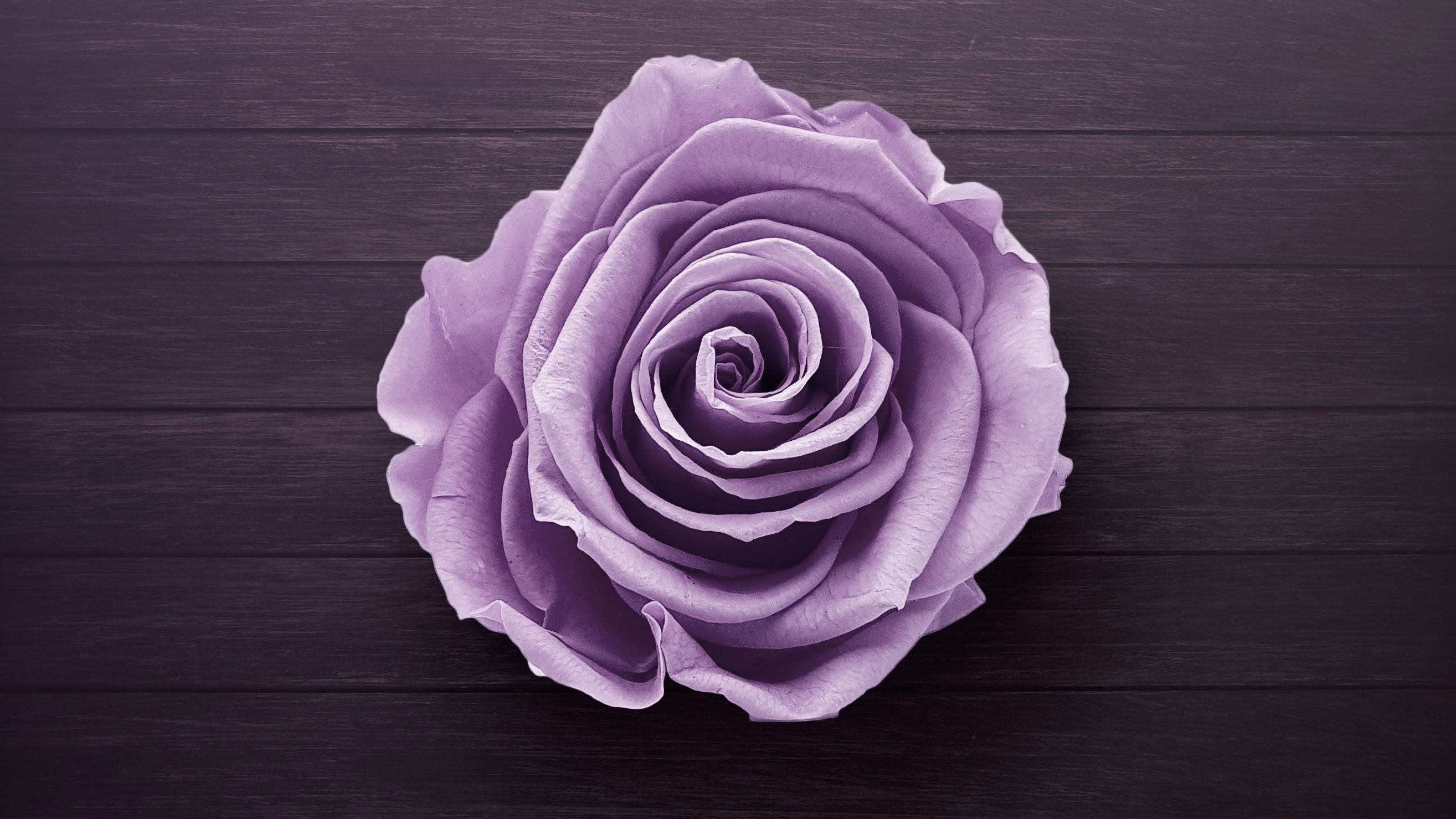 Purple Flower Wallpaper 1920X1080