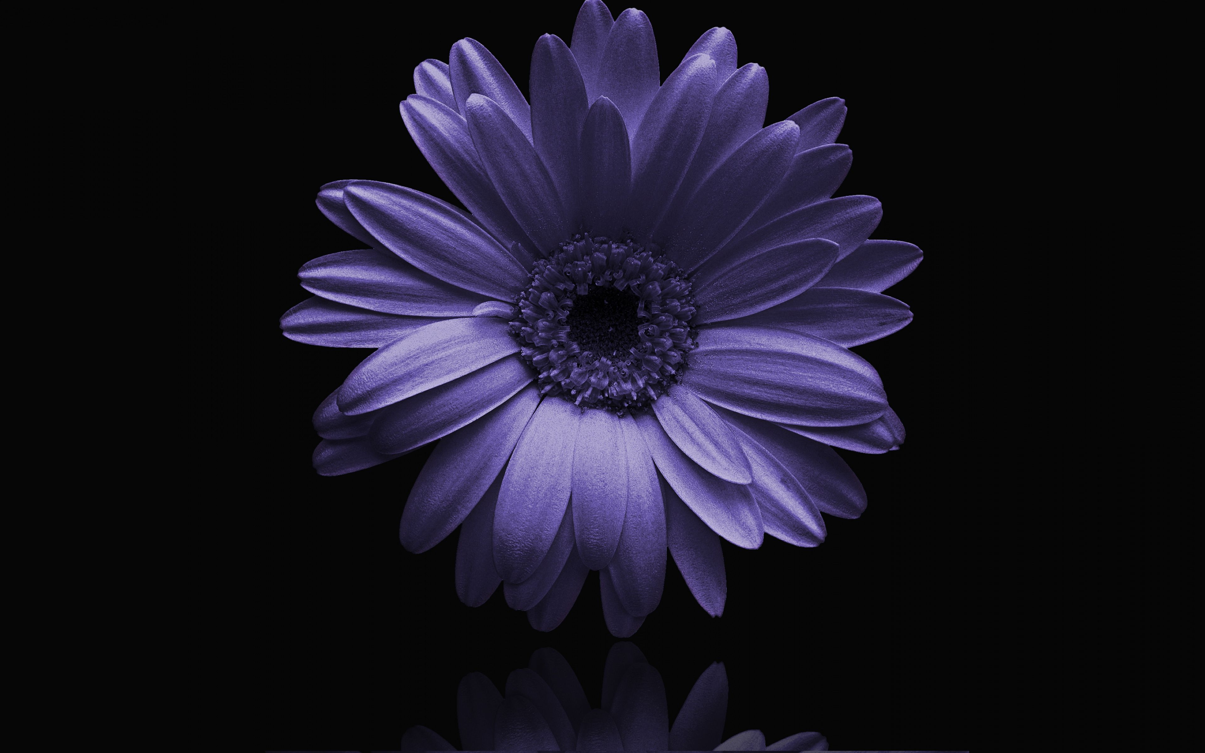 Download Purple, Gerbera, flower, portrait wallpaper, 3840x 4K Ultra HD 16: Widescreen