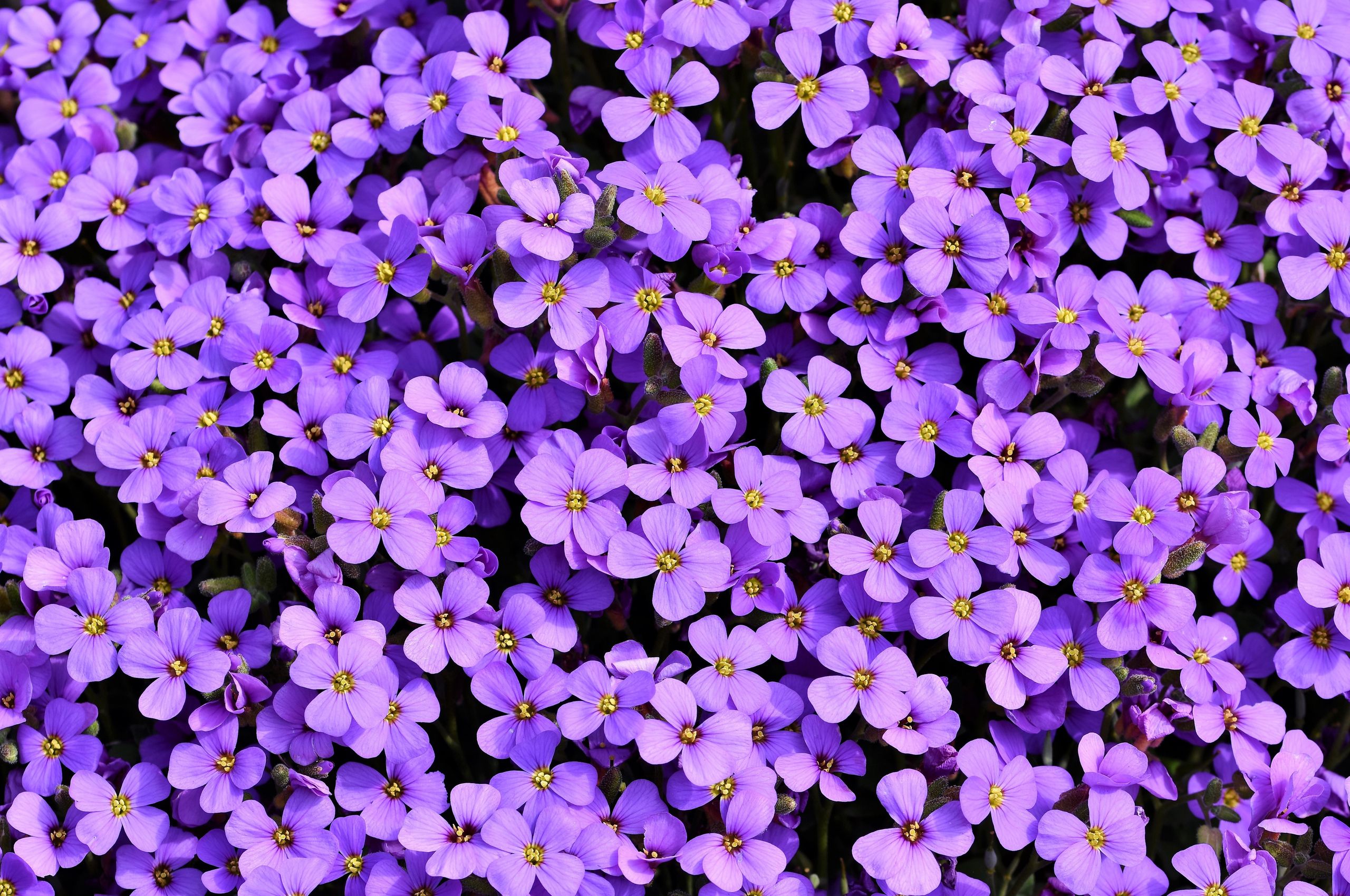 Purple Flowers Background 5k Chromebook Pixel HD 4k Wallpaper, Image, Background, Photo and Picture