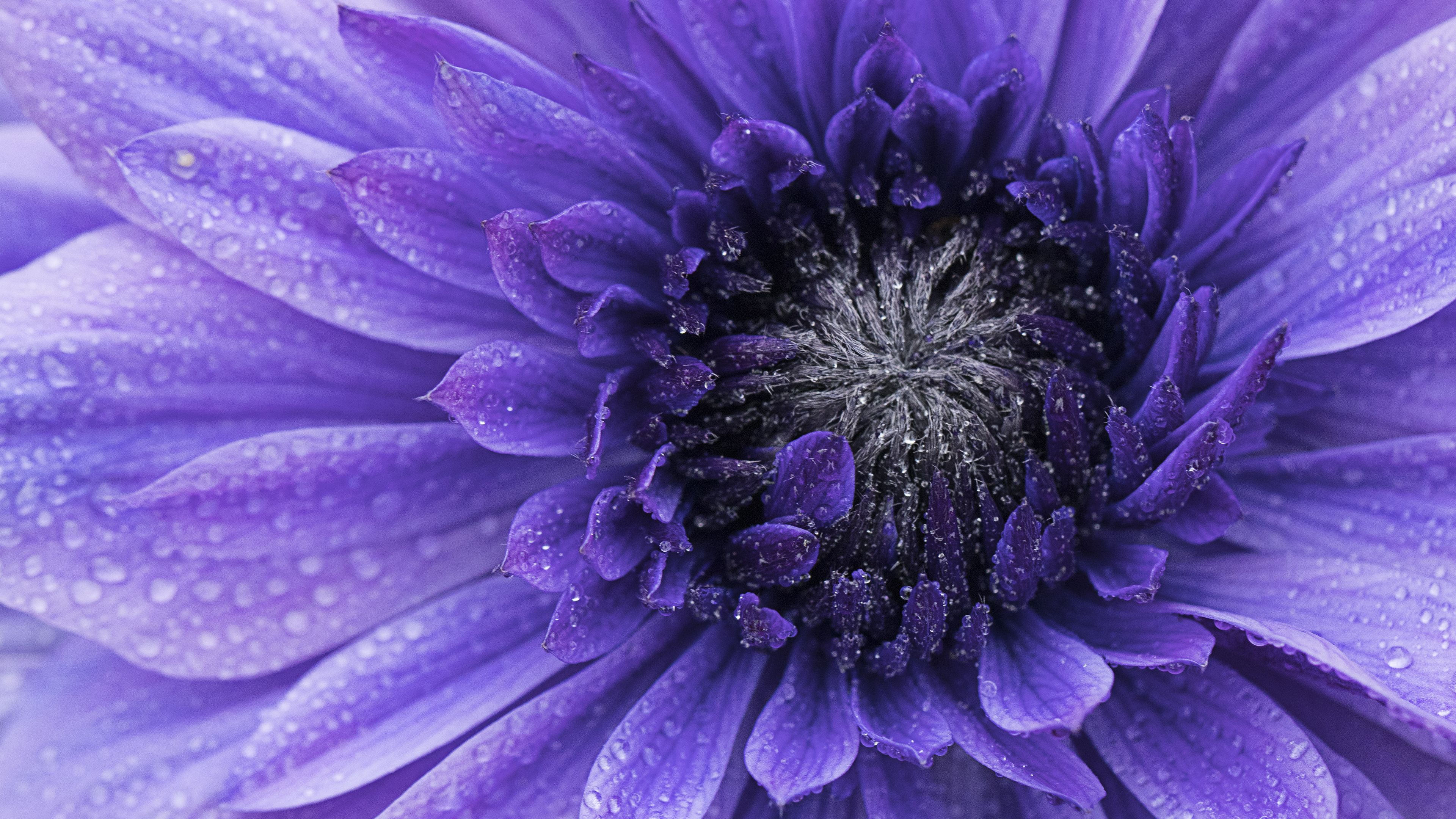 Purple flower, drops, macro, 4k Free deskk wallpaper, Ultra HD