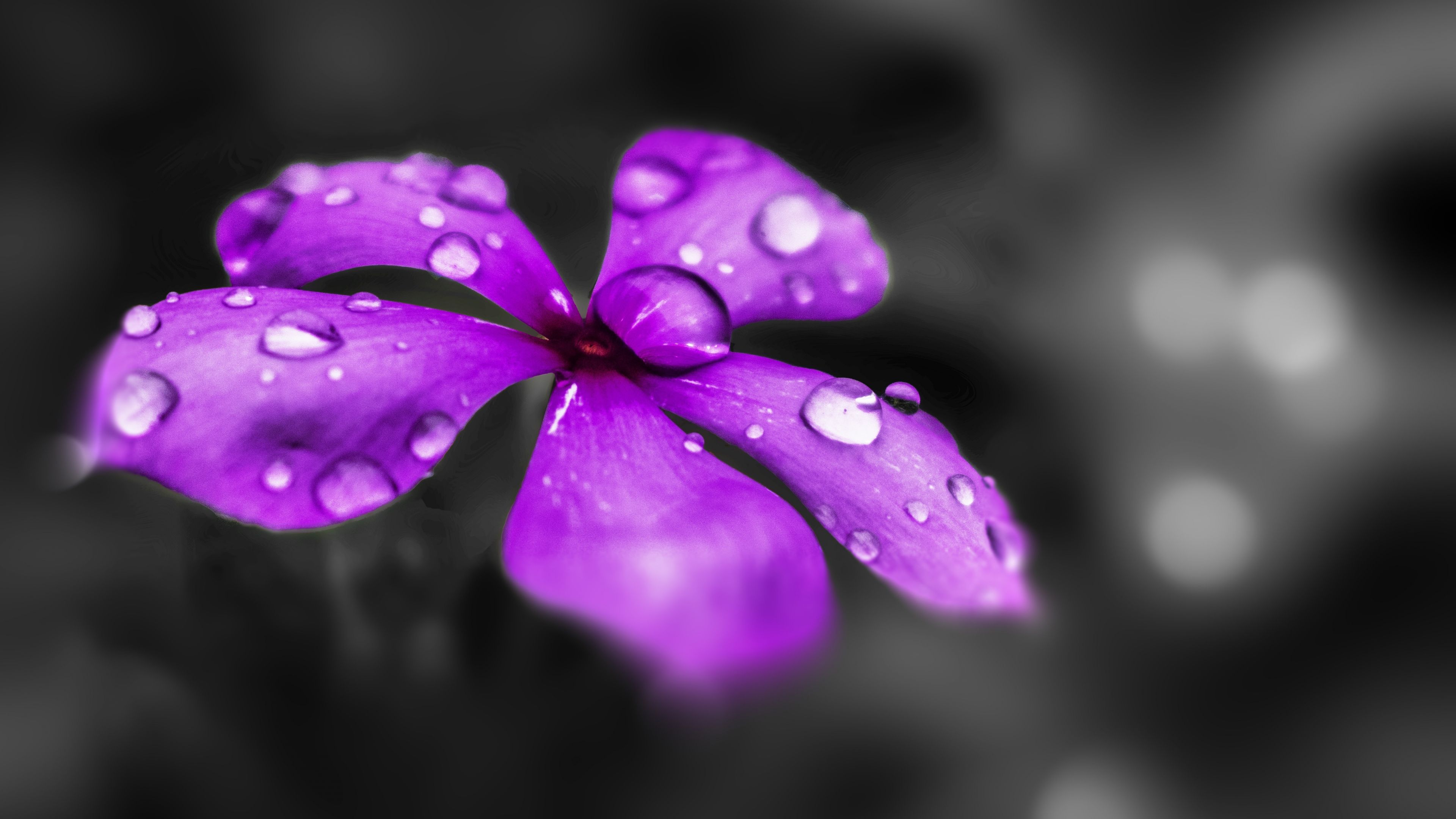 Download 3840x2160 wallpaper water drops, catharanthus roseus, purple flower, blur, close up, 4k, uhd 16: widescreen, 3840x2160 HD image, background, 1400