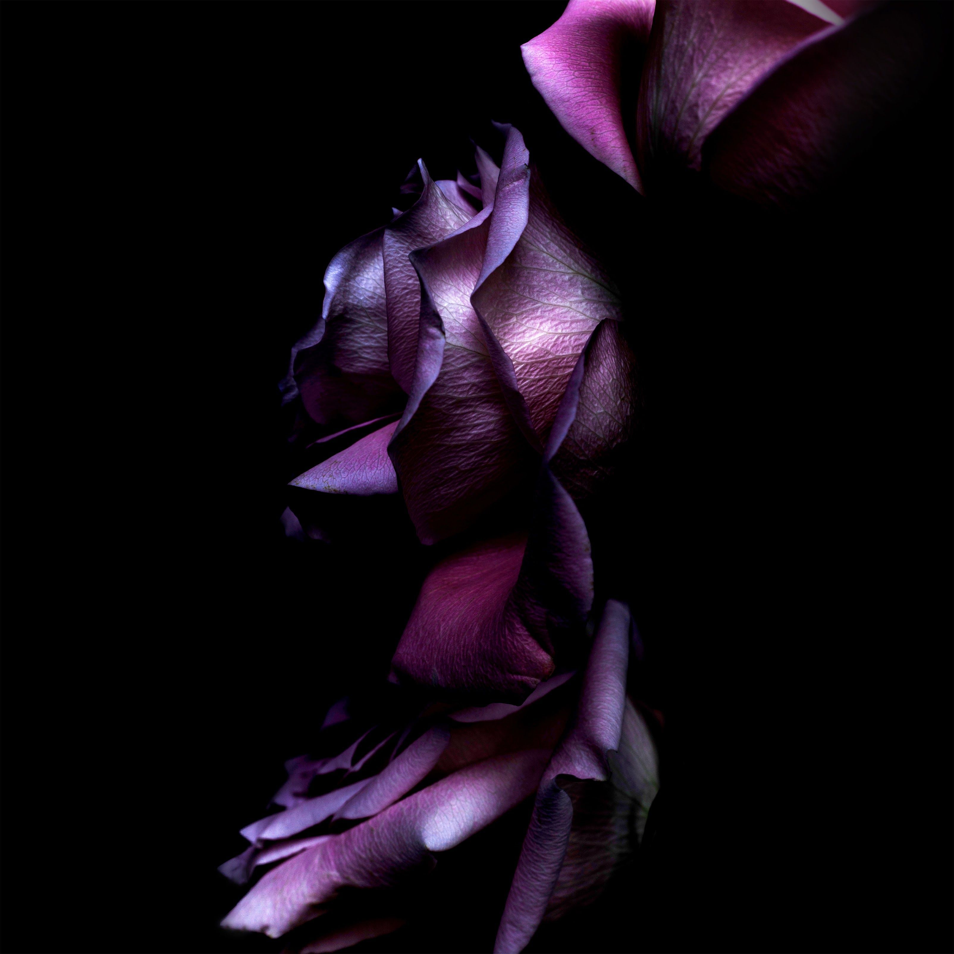 Purple Rose Wallpaper Free Purple Rose Background