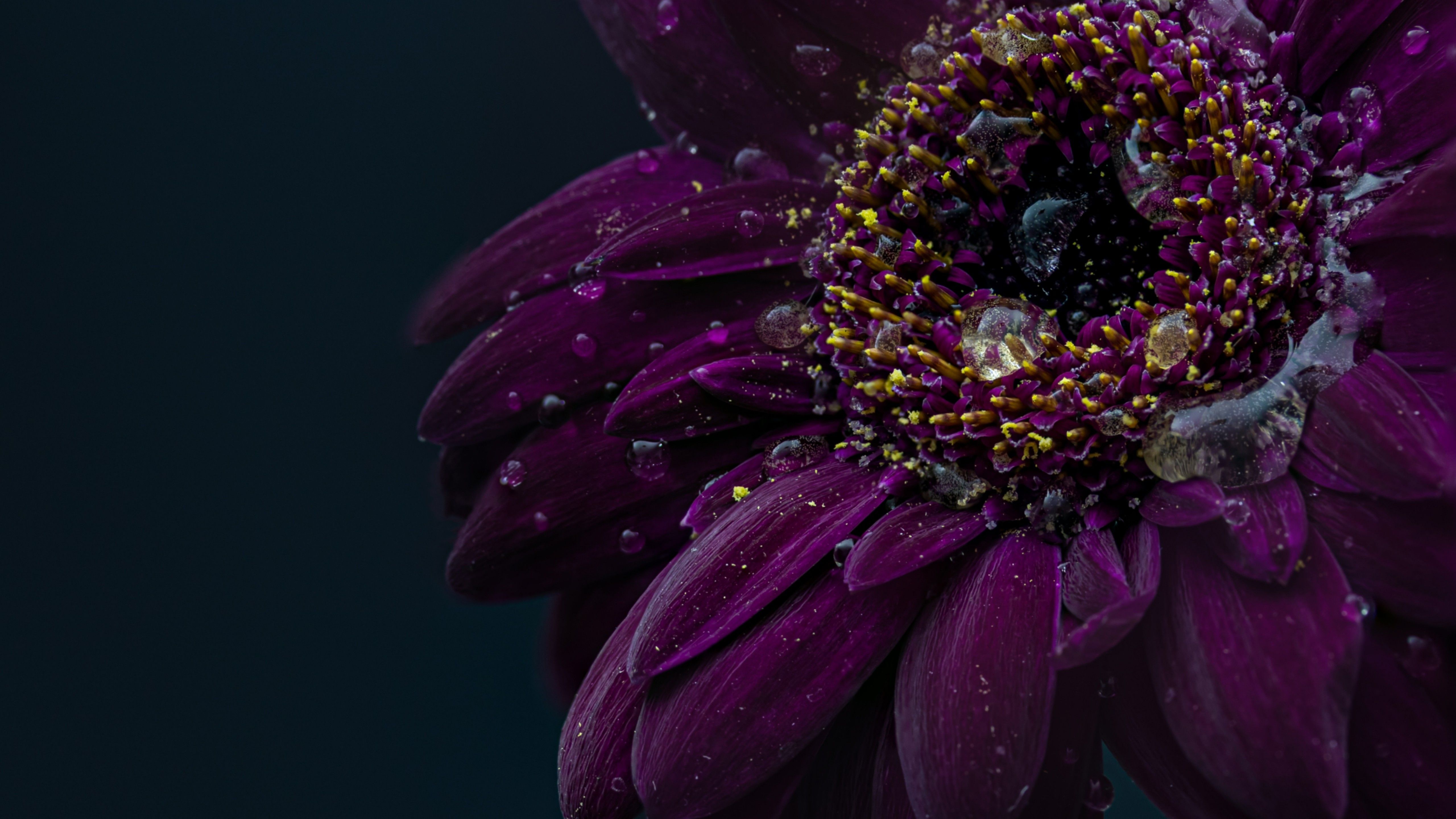 Gerbera flower 4K Wallpaper, Purple flower, Dark, Rain droplets, 5K, Flowers