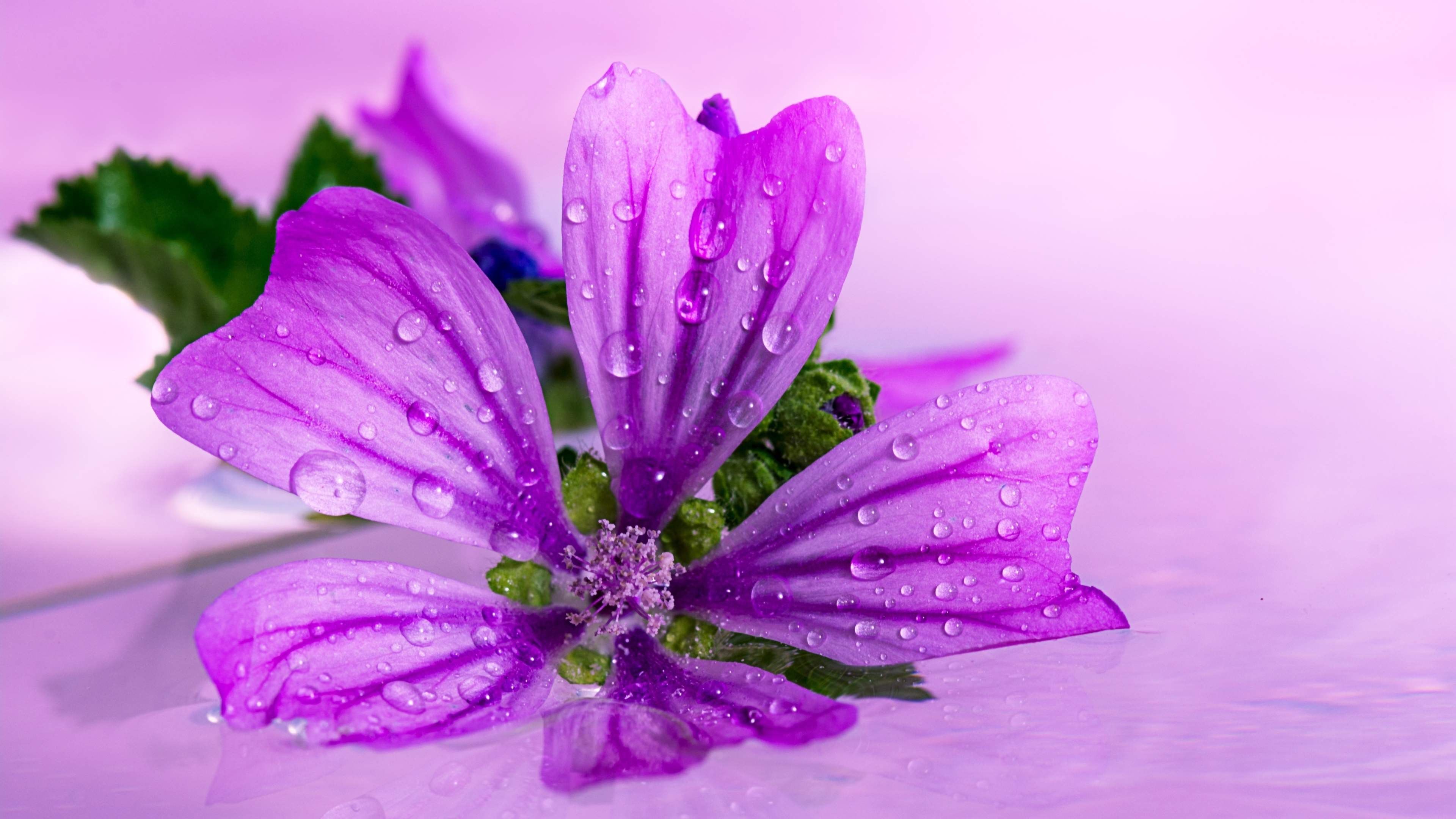 japanese anemone purple flower 4k ultra HD wallpaper High quality walls
