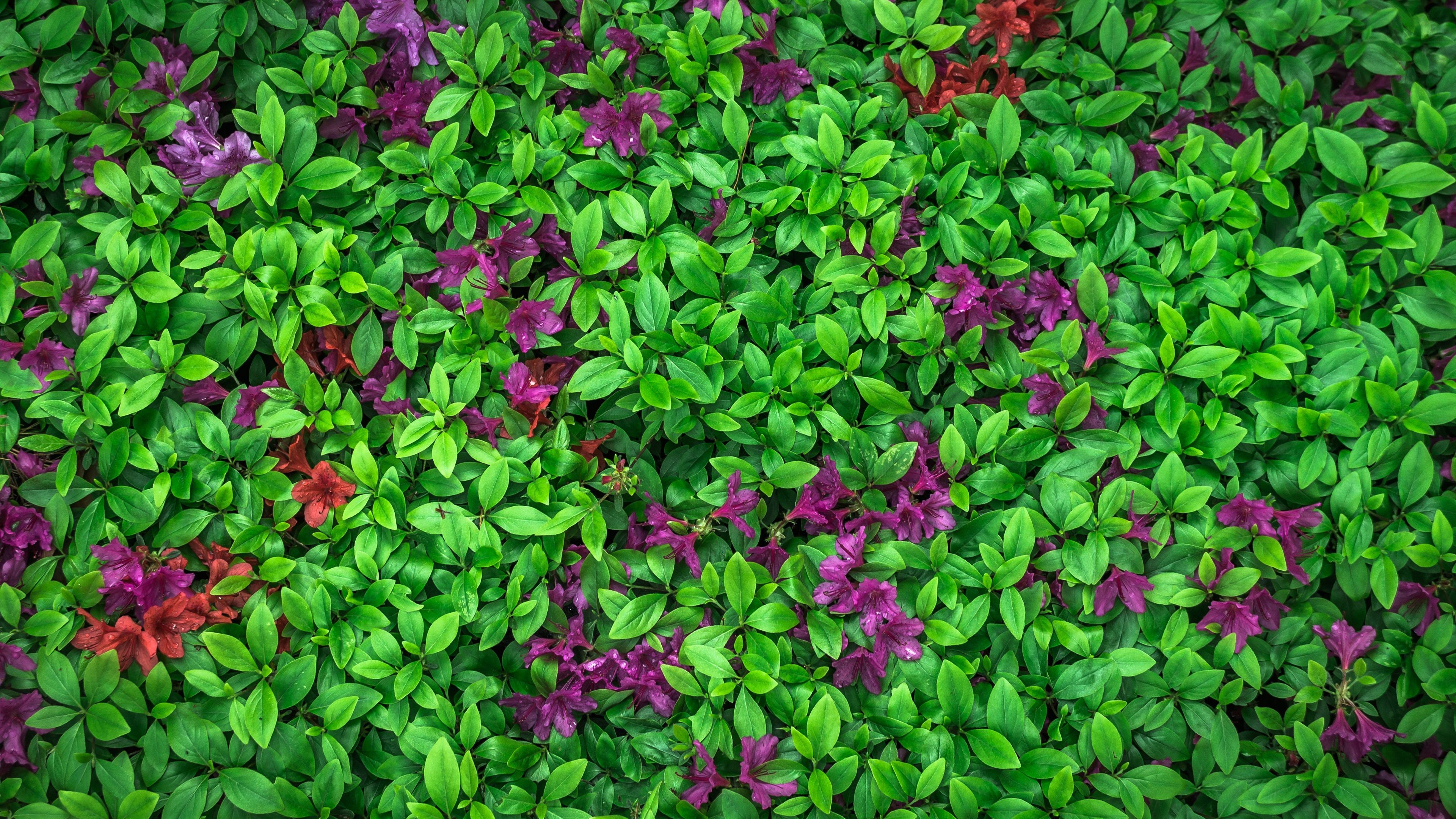 Wallpaper Azalea, green leaves, purple flowers 3840x2160 UHD 4K Picture, Image