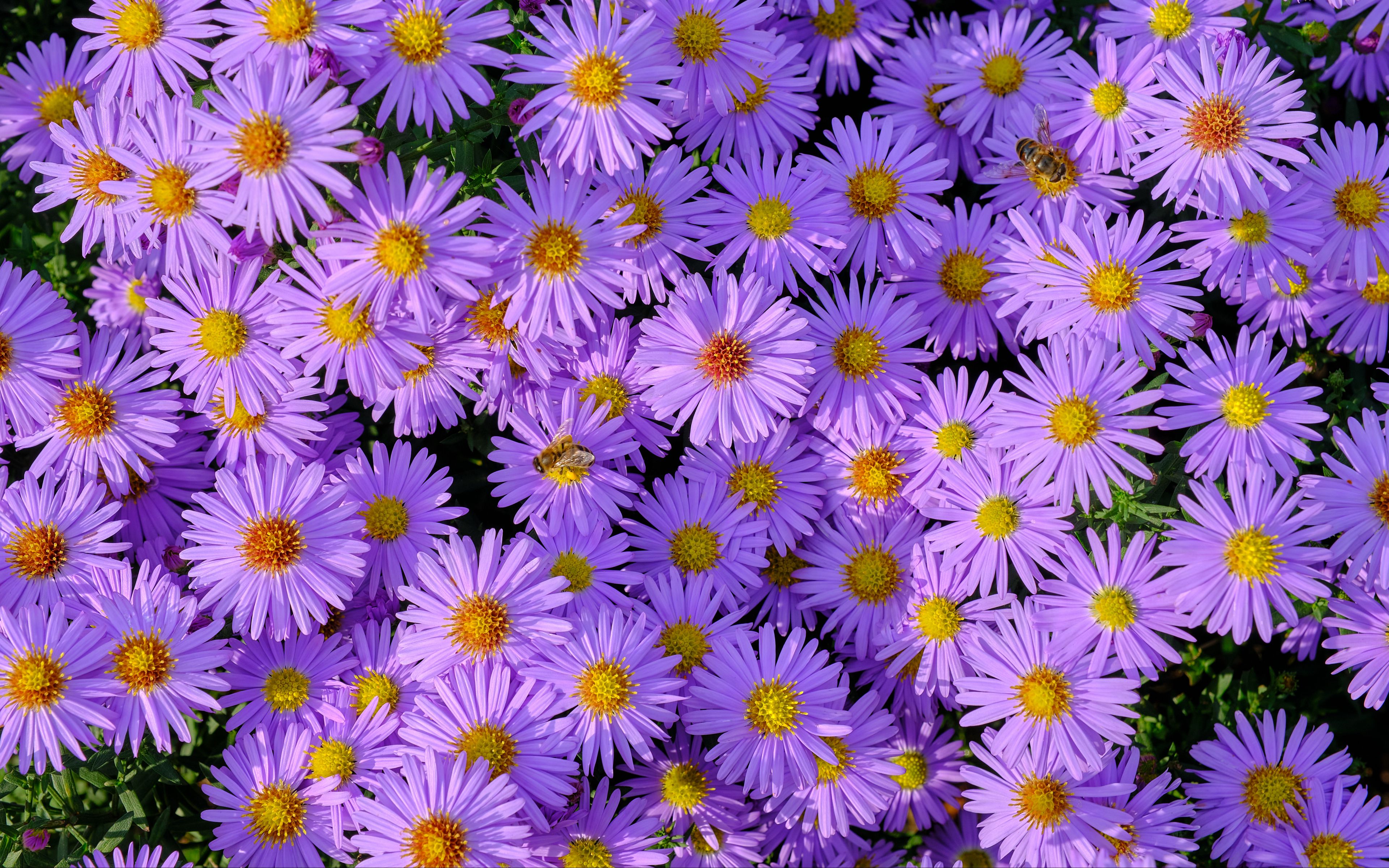 Field of purple flowers Wallpaper 4k Ultra HD