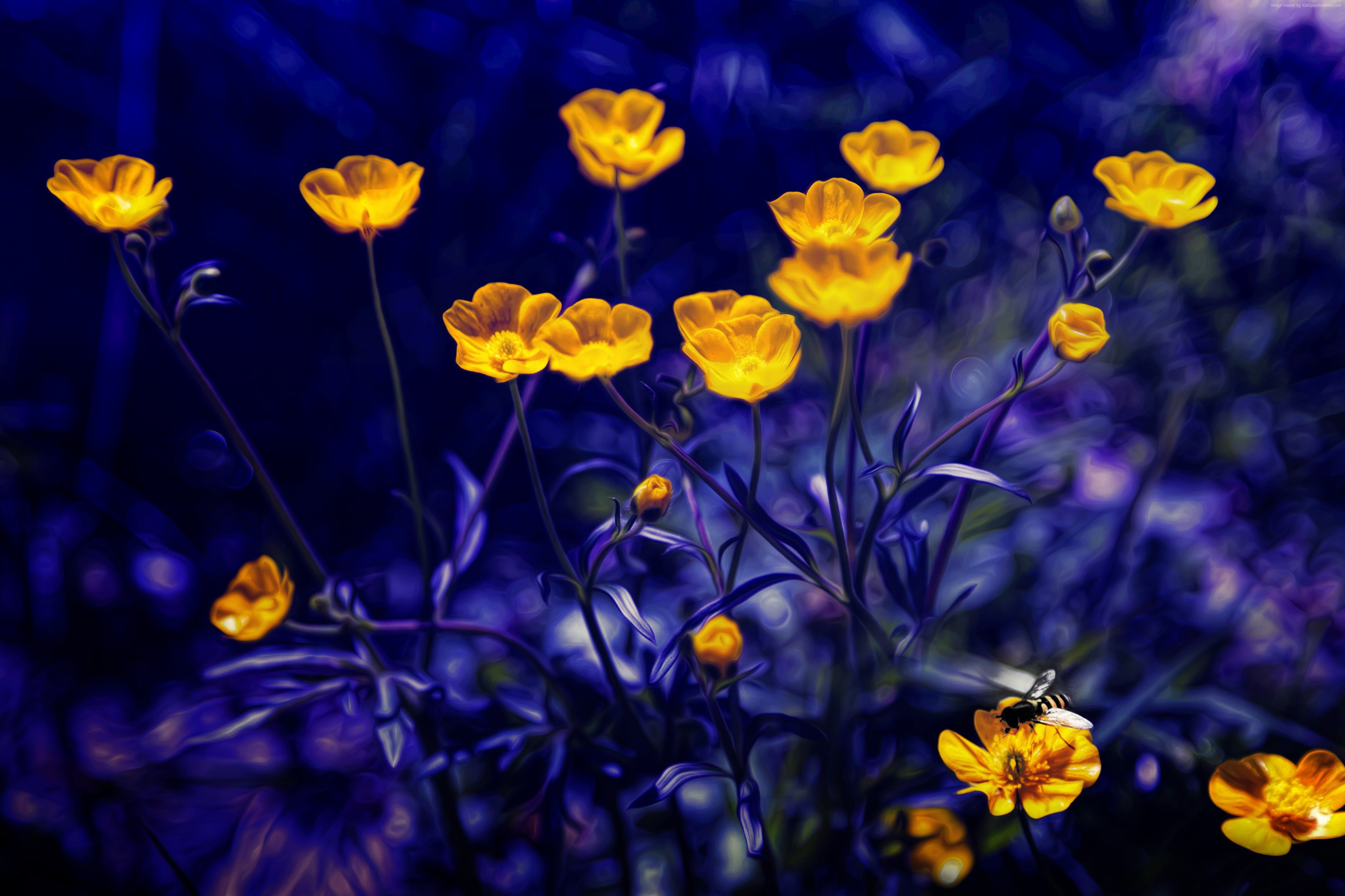 #Buttercups, #flowers, #purple, #yellow, k wallpaper, k. Mocah HD Wallpaper