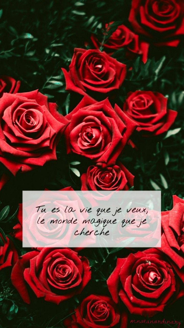 Roses with French quote wallpaper. French wallpaper, Wallpaper quotes, Pink wallpaper quotes
