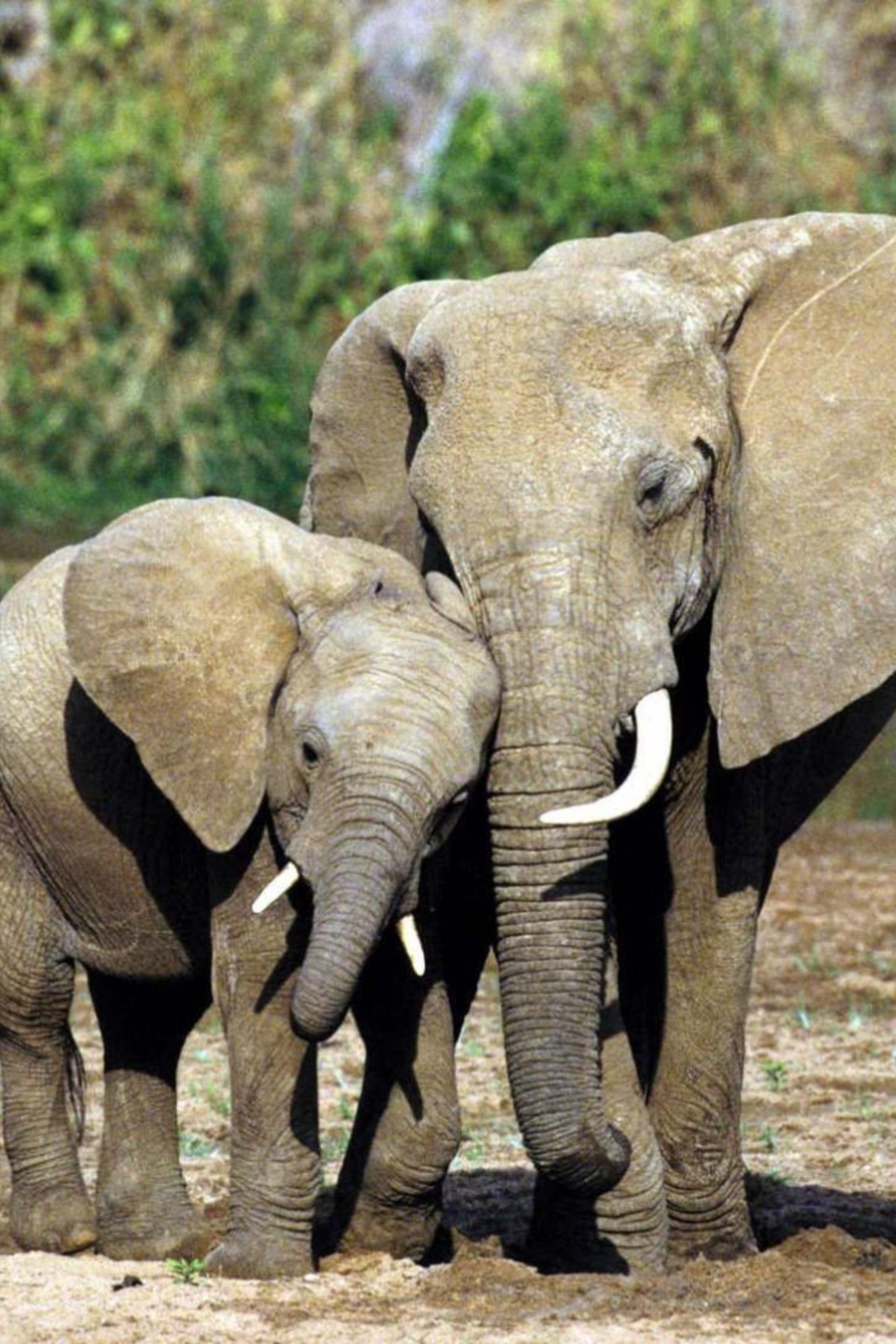 Elephant Wallpaper. Elephant wallpaper, Elephant, Baby animals