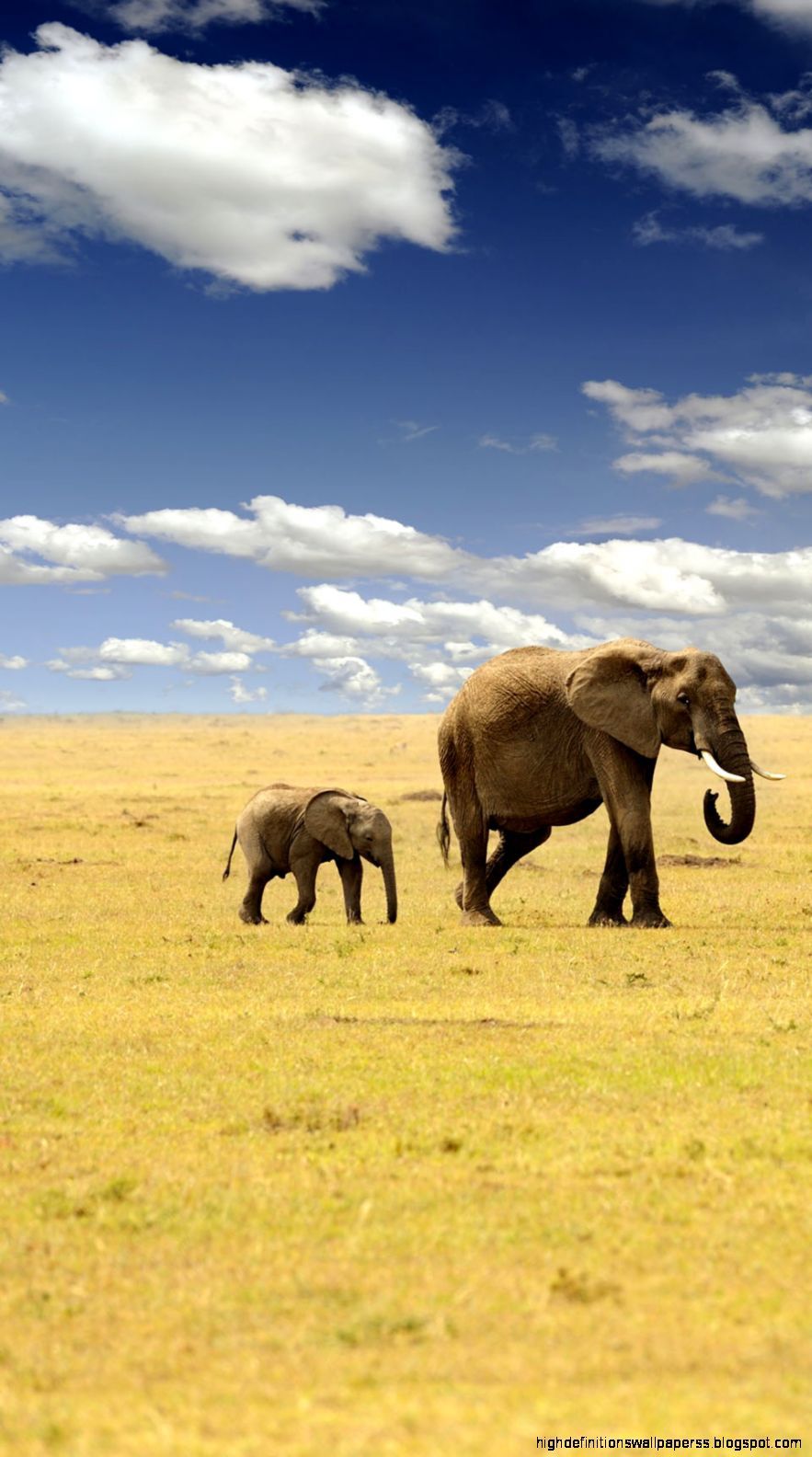 baby elephant and mother wallpaper