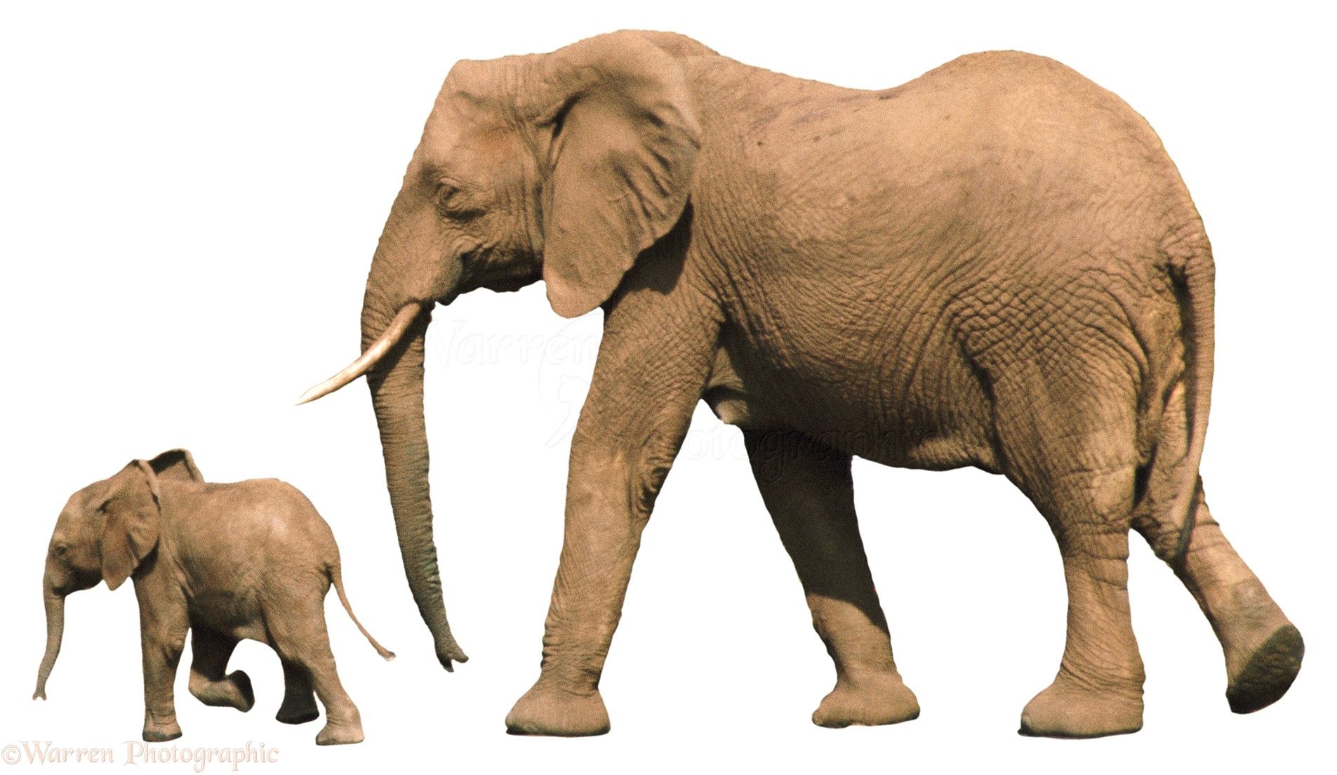 African Elephant with baby photo WP00513