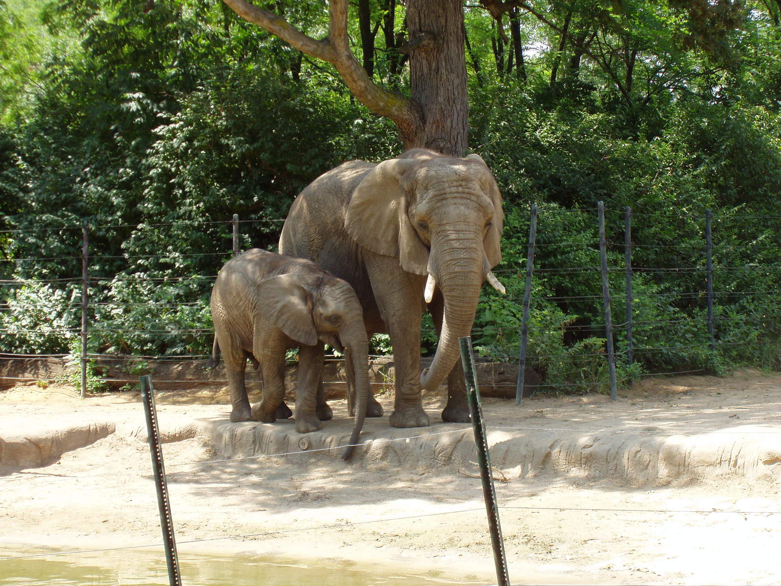 Free Elephant Mother And Baby