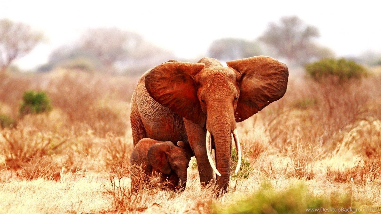 Walk, Elephant, Baby Elephant, Mother, Child, Africa Savanna HD. Desktop Background