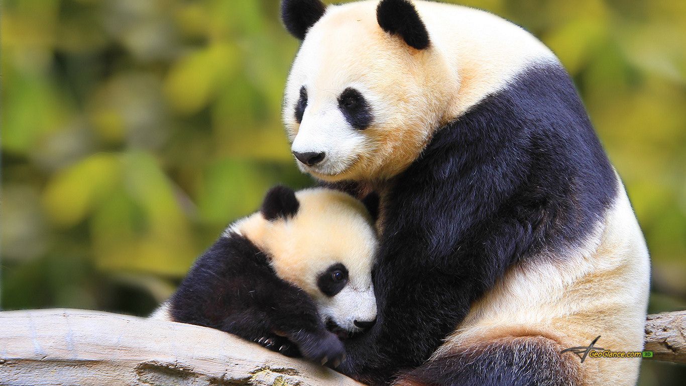 Google Image Result For Wallpaper 1366x768 Animal 375233 Animal Mother And Baby. Mother And Baby Animals, Panda Bear, Baby Panda Picture