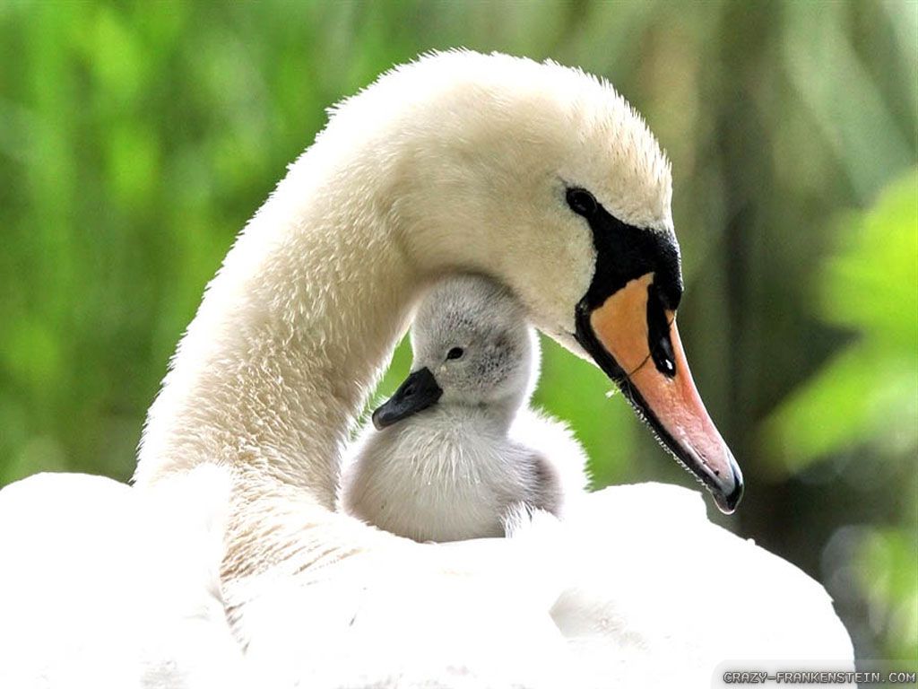 Baby Animals and Mothers