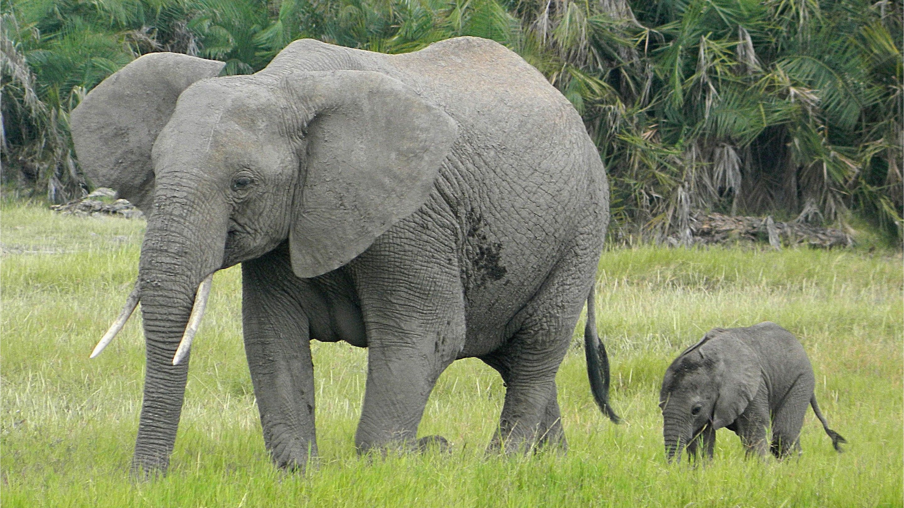 Mother Elephant with Her Child Awesome Pic