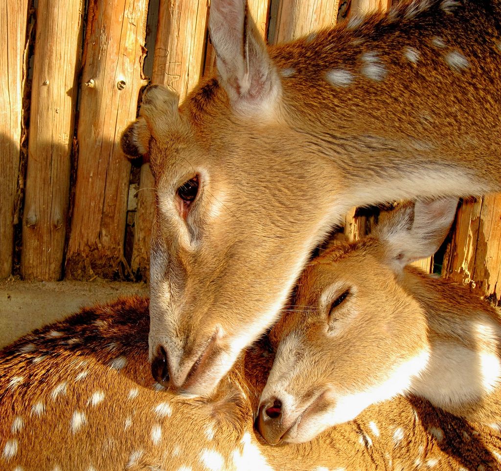 Emotional Mother and Baby Animal Photo from Wildlife