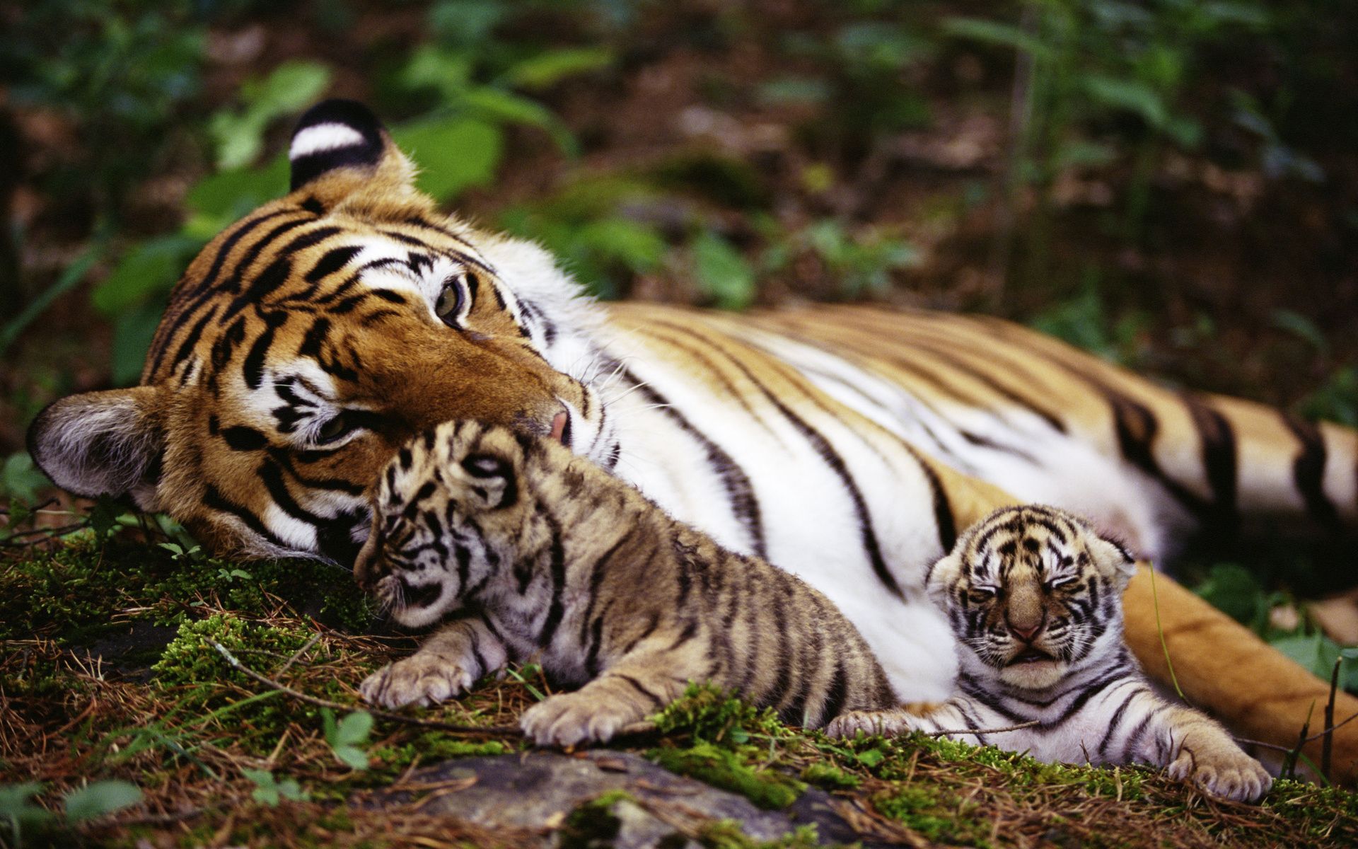 Wallpaper, 1920x1200 px, animals, babies, cats, children, color, contrast, cute, emotion, forests, love, mom, mood, Mother, patterns, plants, predator, stripes, tigers, trees, vegetation, wildlife, Zoo 1920x1200