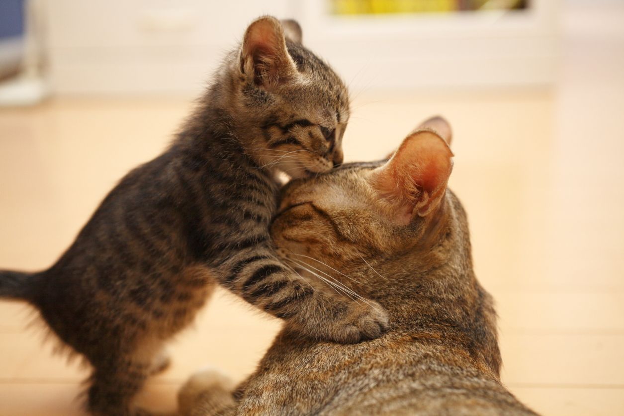 Cute Photo of Animal Moms and Babies