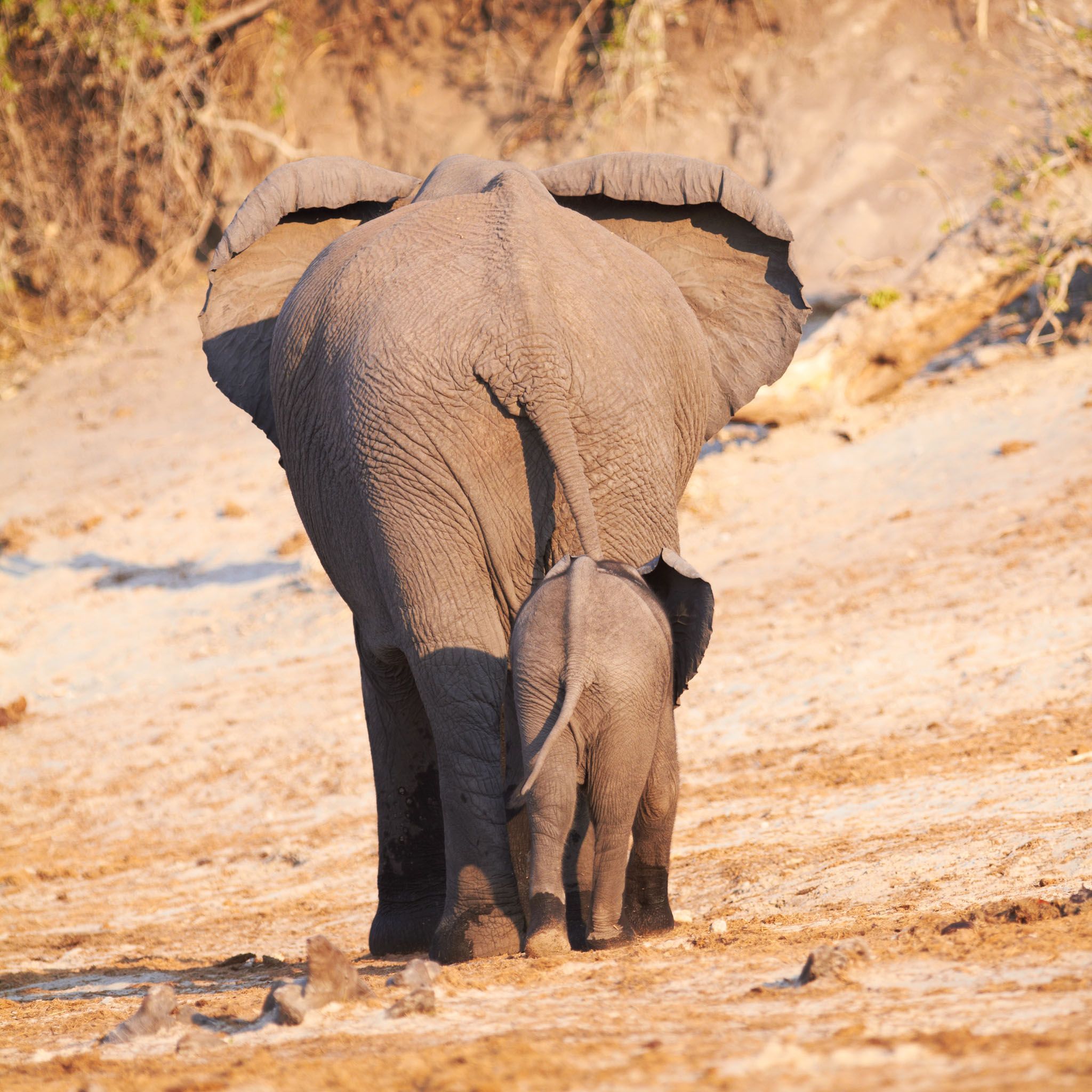 Mother And Baby Elephant. Mother Love. Photography. Wallpaper. African elephant, Elephant picture, Animals beautiful