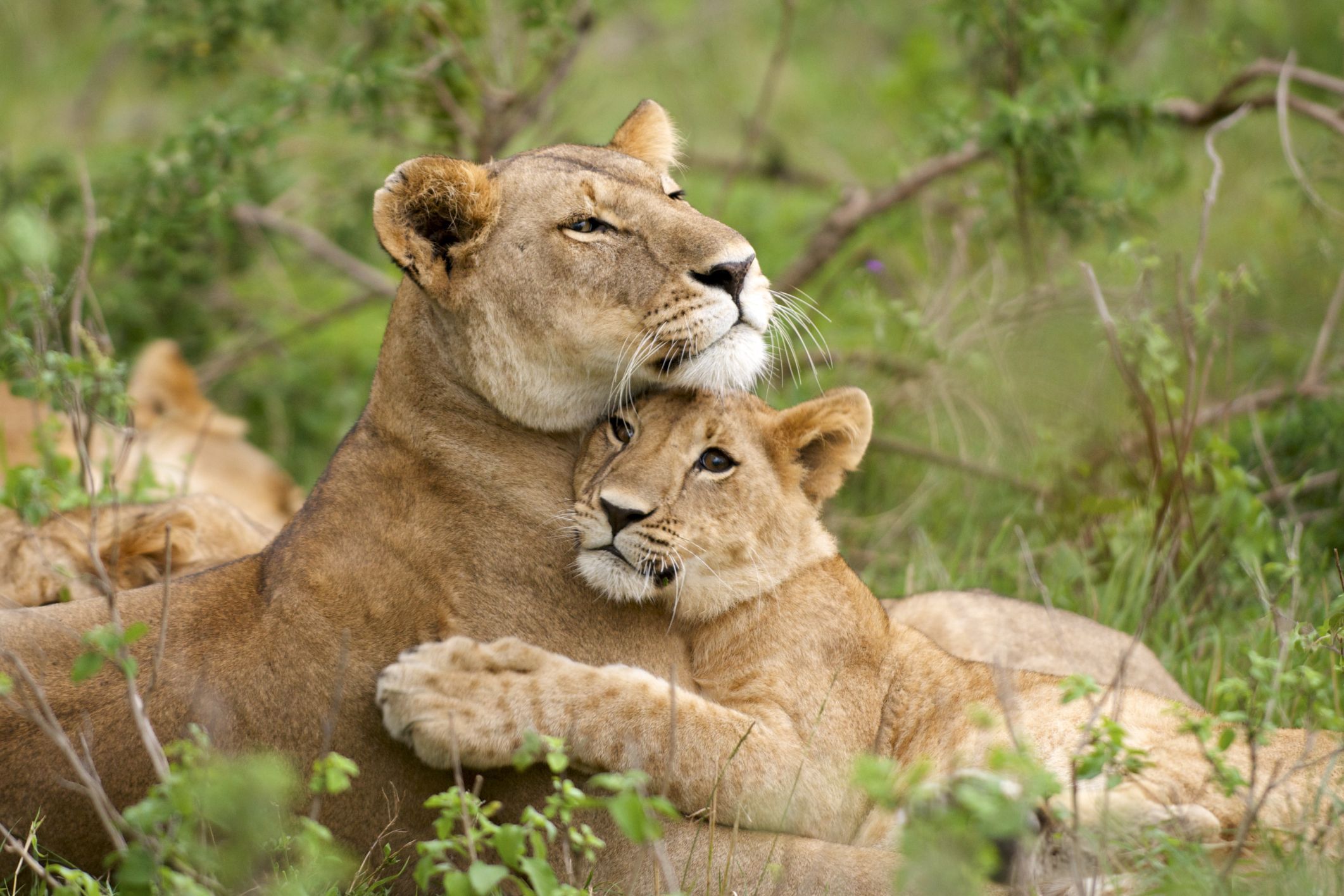 Cute Photo of Animal Moms and Babies