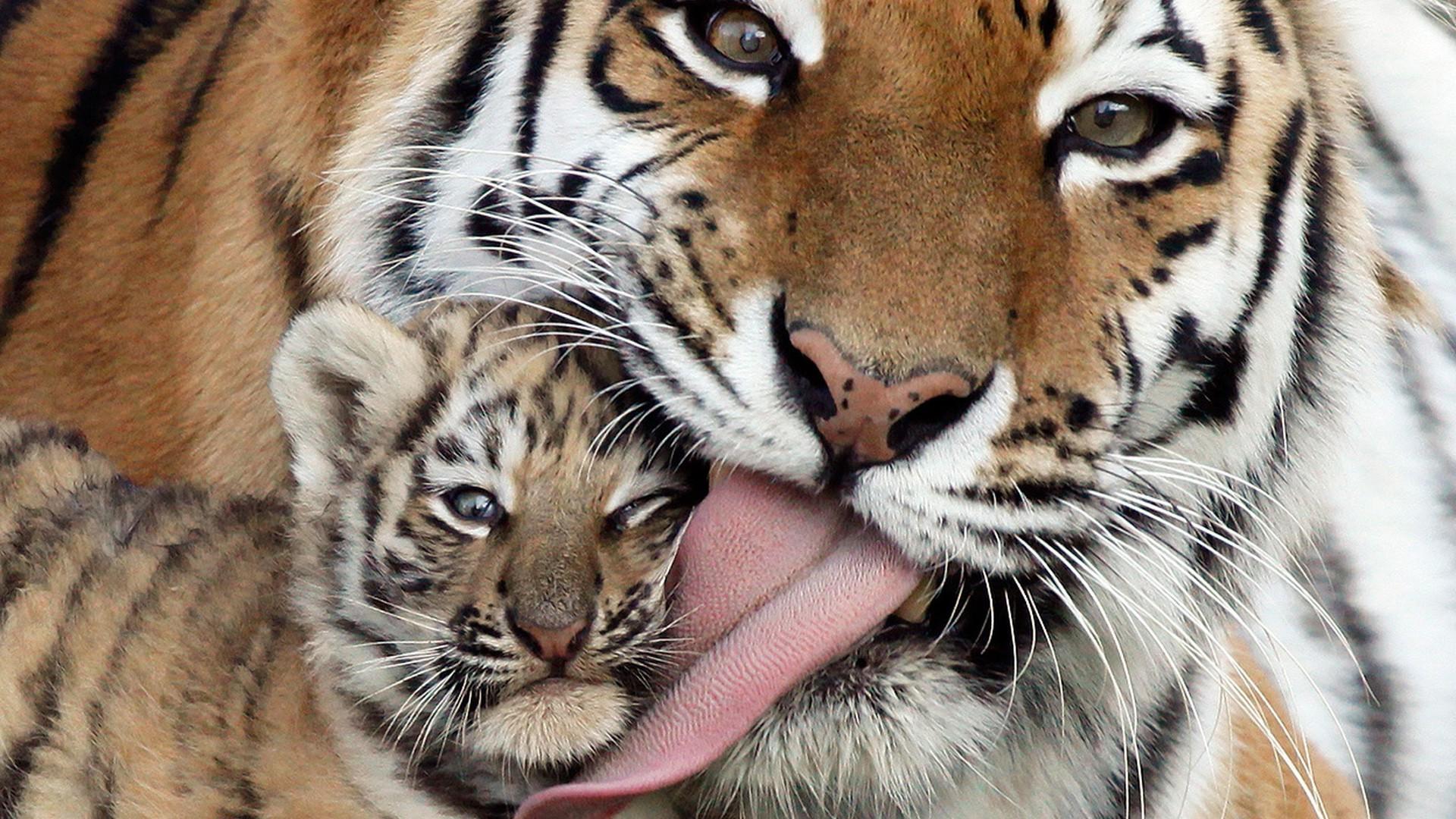 Baby Tiger With Mother HD Wallpaperx1080