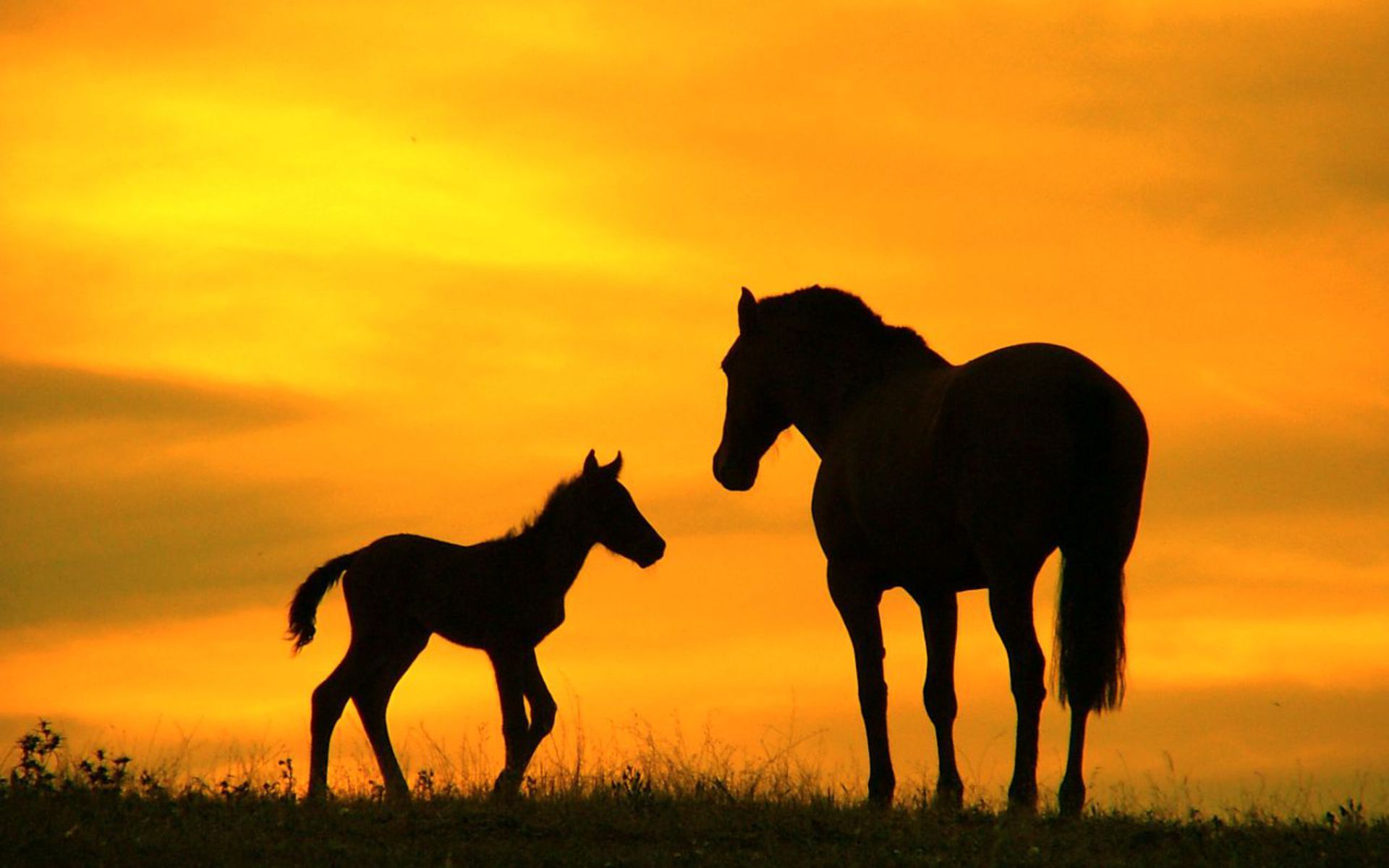 animals baby Mommy and Baby Horses in Sunset