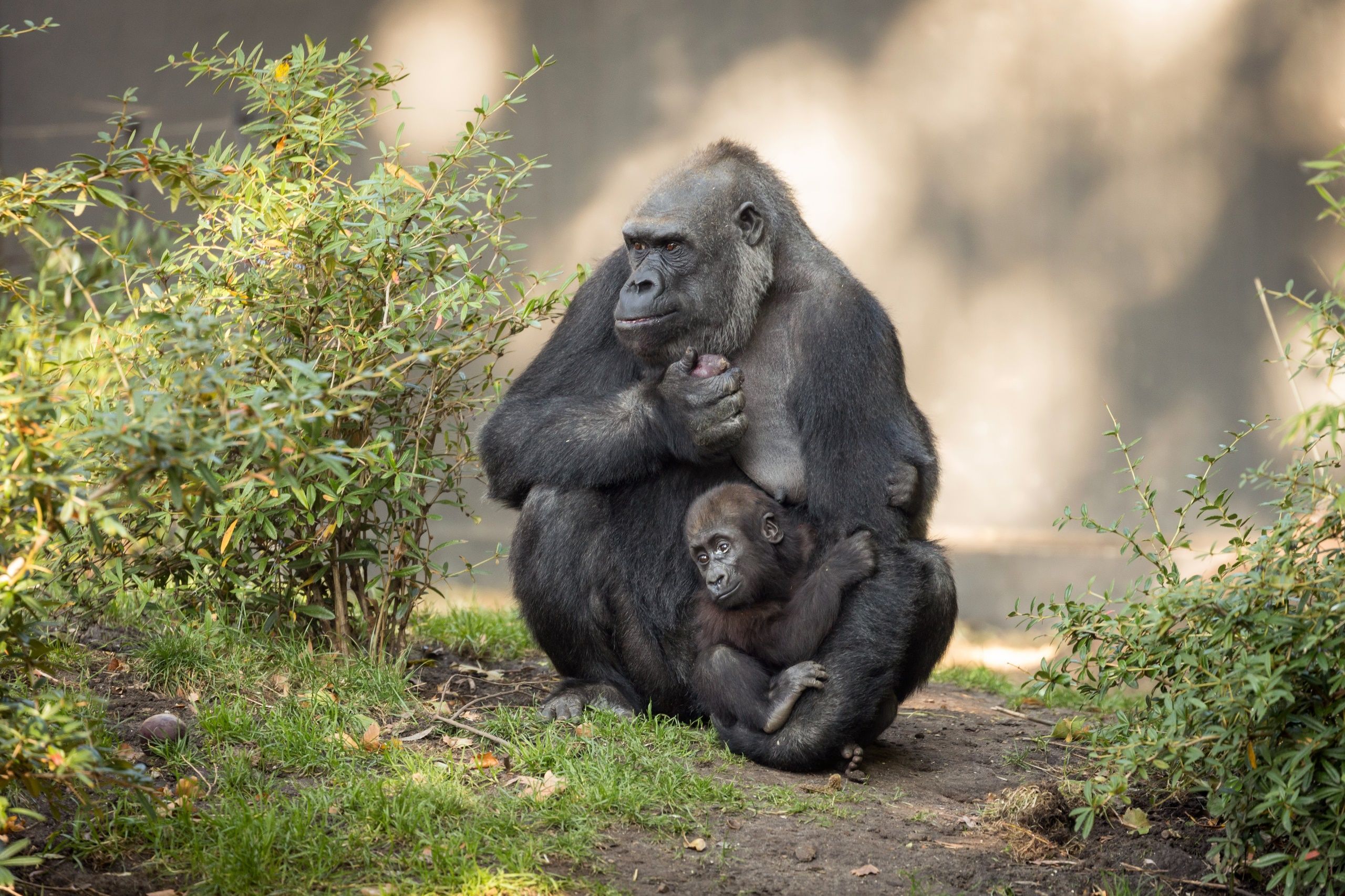 Mother Children Baby Animals Love Apes Wallpaper:2560x1707